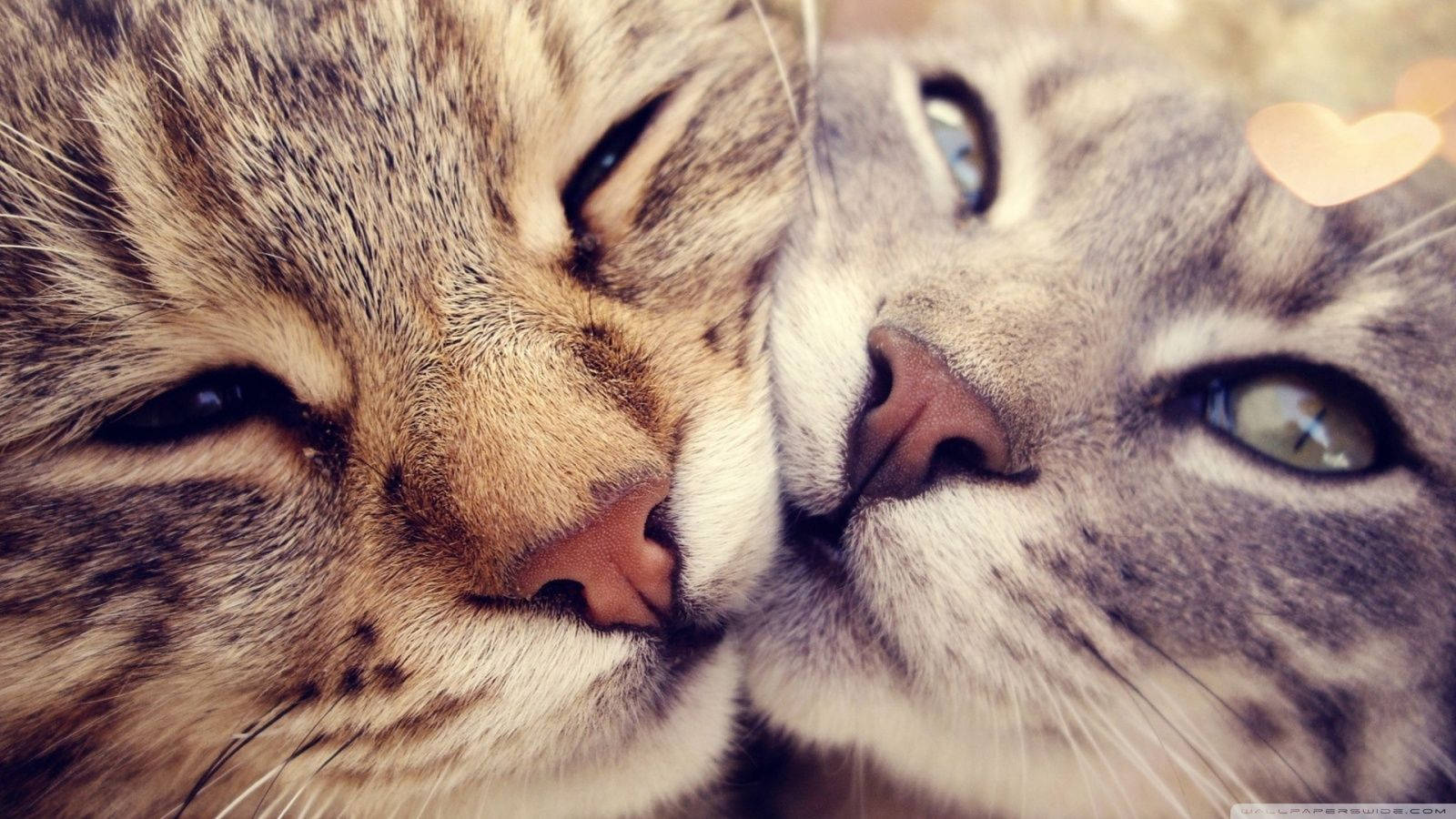 cute cat love faces, tabby cats, soft fur, HD Desktop Wallpaper