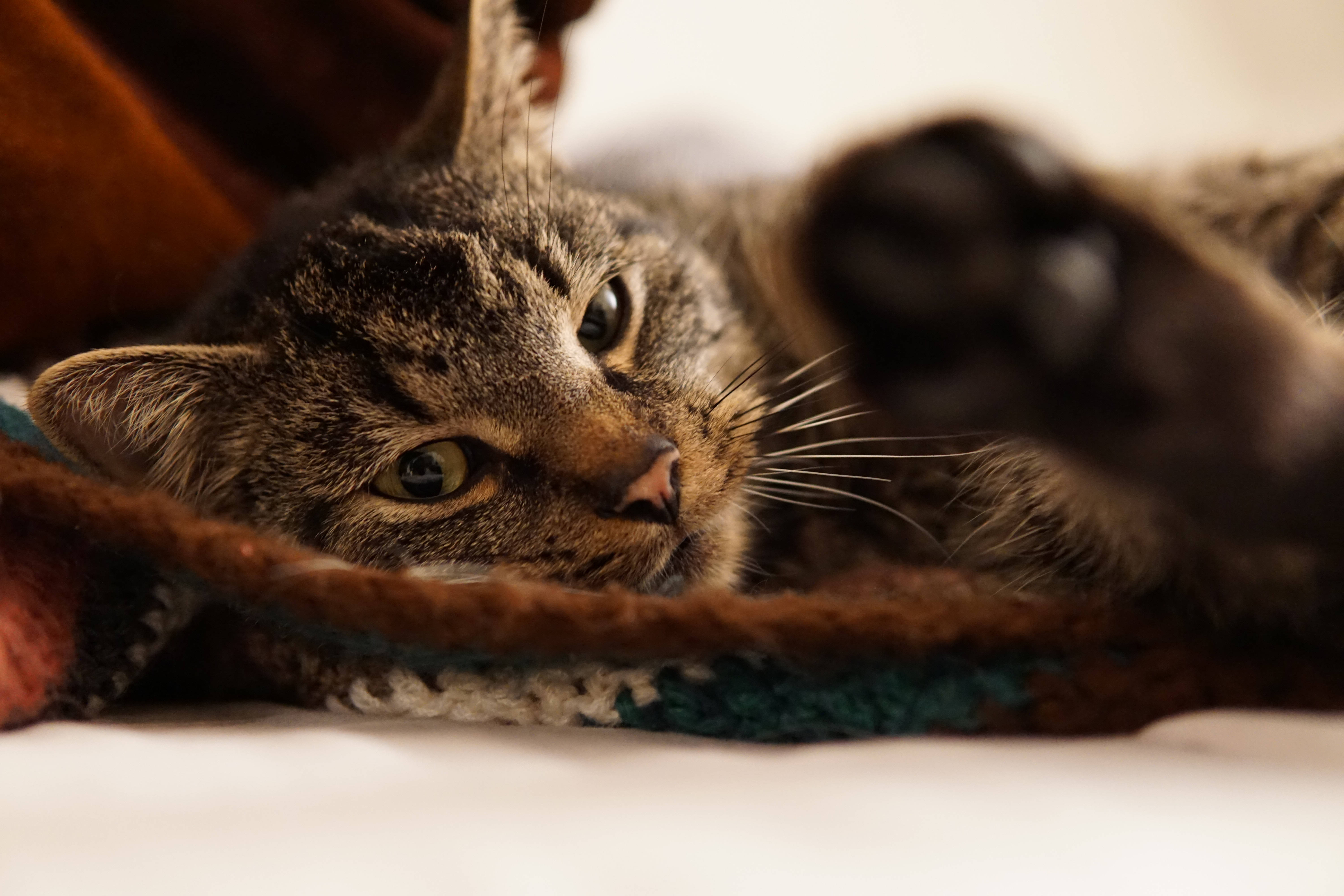tabby cat, knitted blanket, paw raised, 5K Desktop Wallpaper
