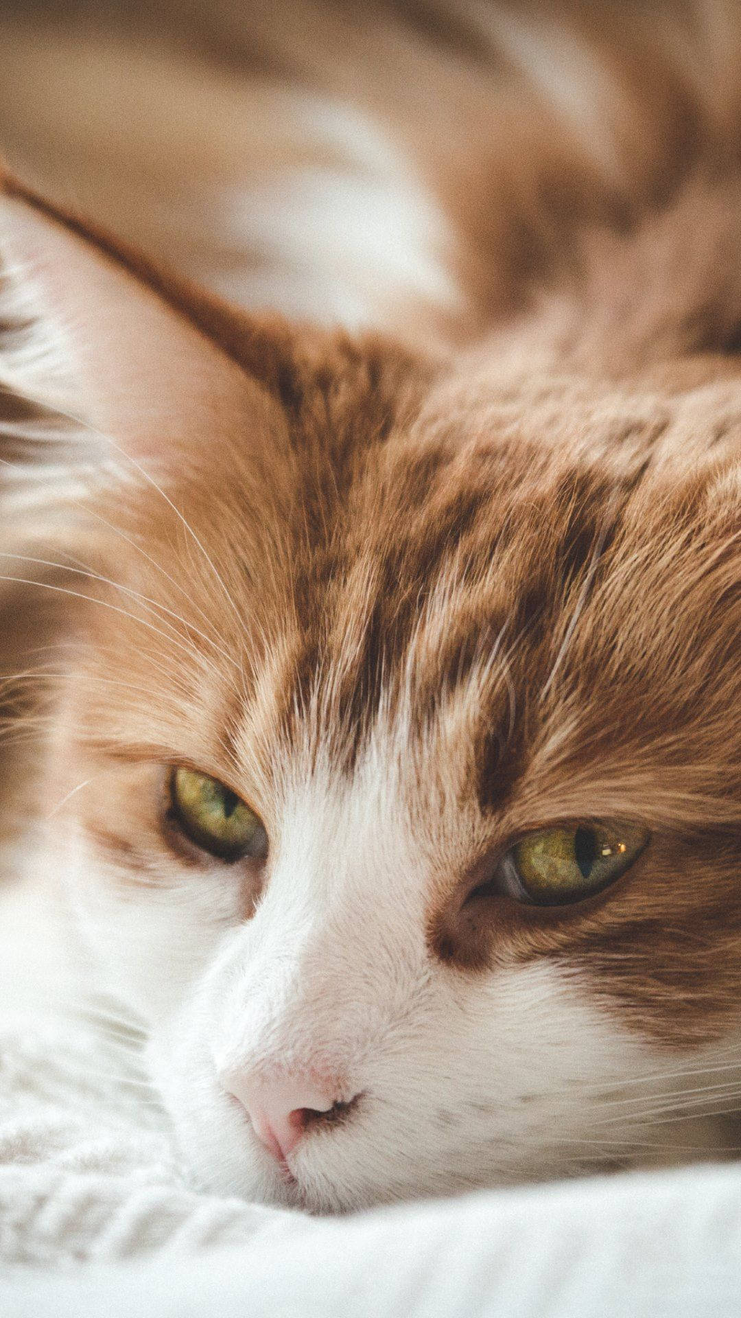cute cat love, fluffy orange and white cat, green eyes, Full HD Phone Wallpaper