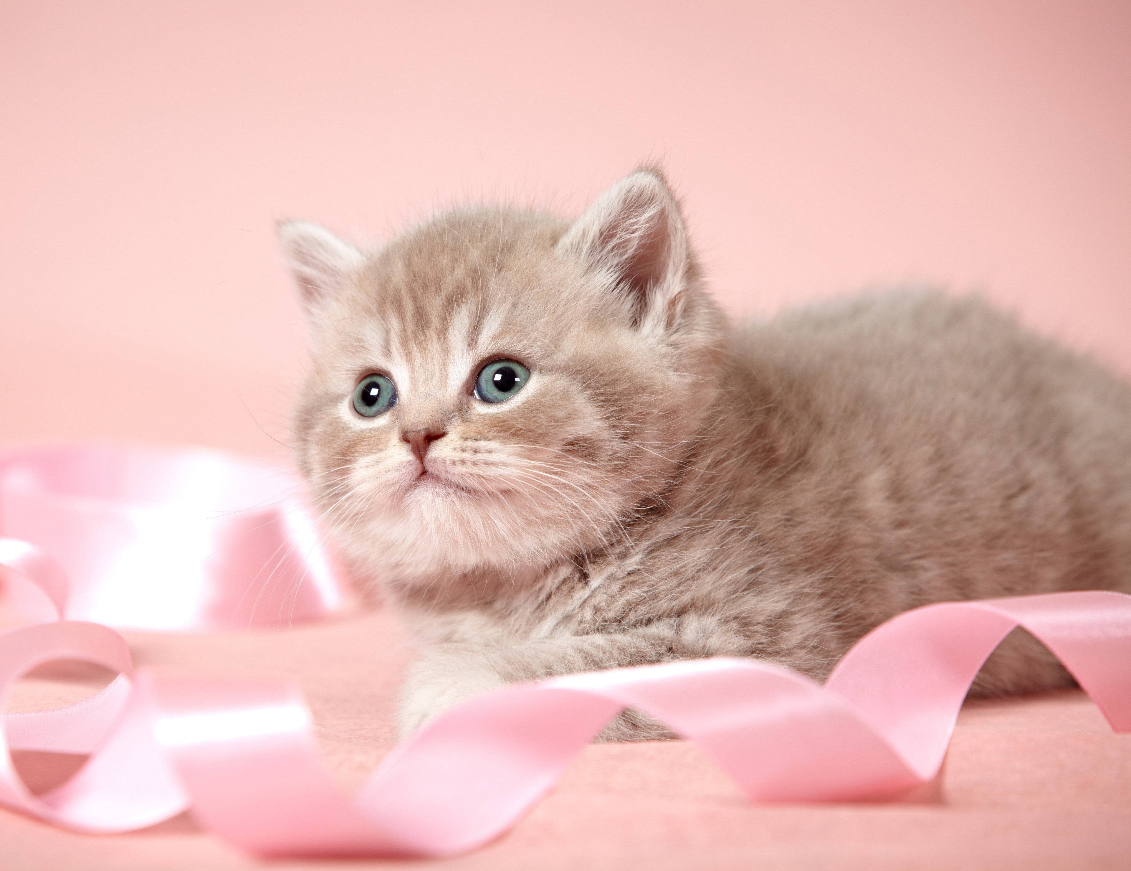 Cute Cat Love Ribbon, fluffy light brown kitten, striking blue eyes, 4K Desktop Wallpaper