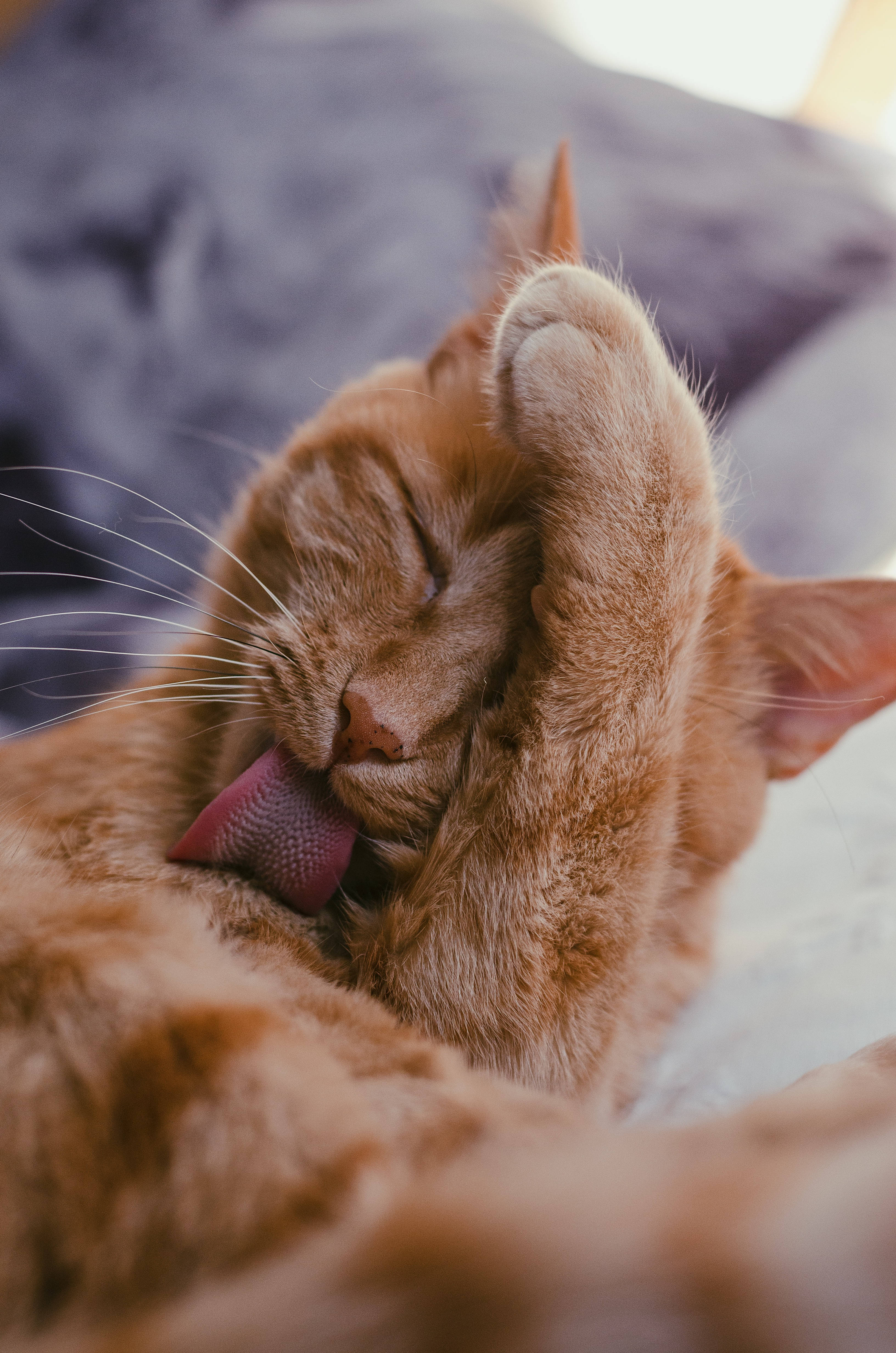 Cute Cat Love, ginger cat, pink tongue, 4K Phone Wallpaper