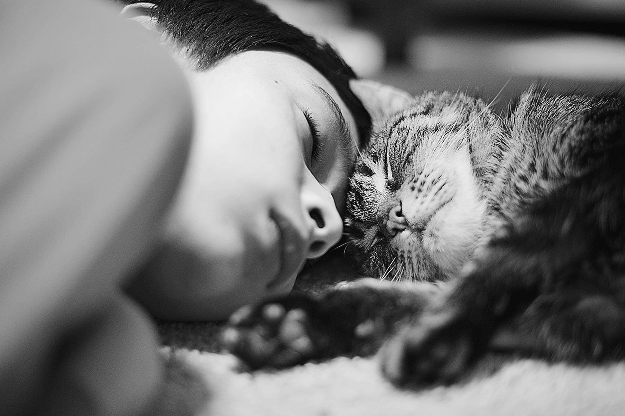 Cute Cat Love, tabby cat, child, Full HD Desktop Wallpaper