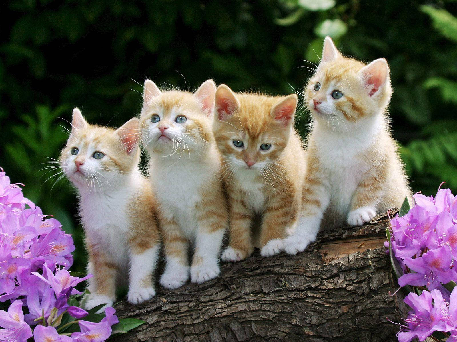 kittens, orange and white, tree branch, HD Desktop Wallpaper