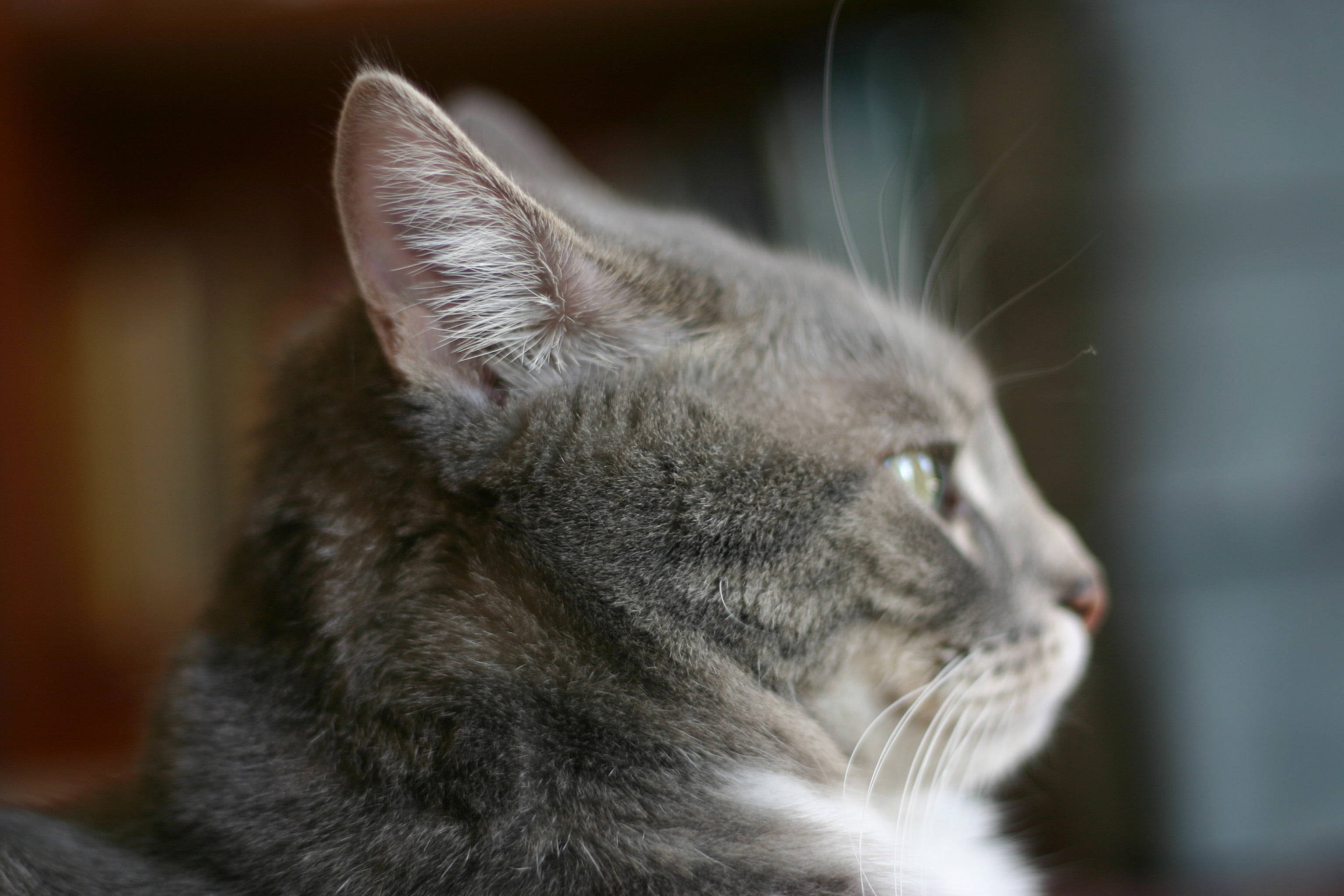 gray tabby cat, profile, soft focus background, 2K Desktop Wallpaper