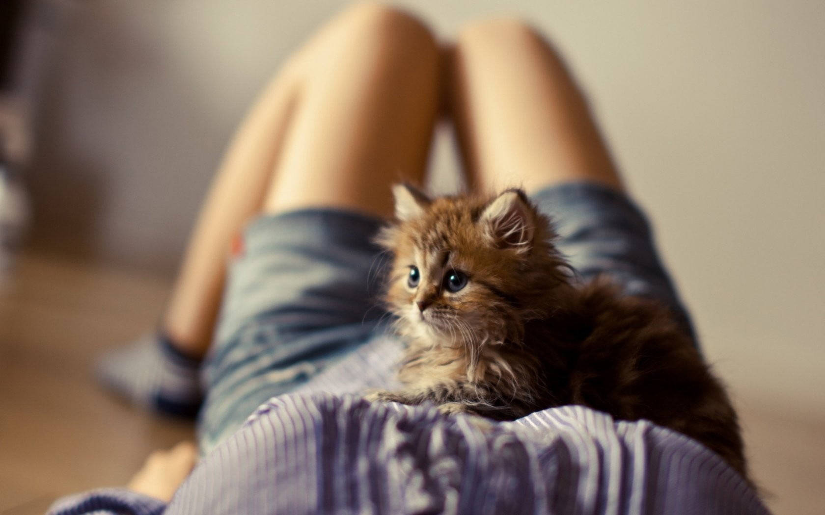 Cute Cat Love Belly, fluffy brown kitten, bright blue eyes, HD Desktop Wallpaper
