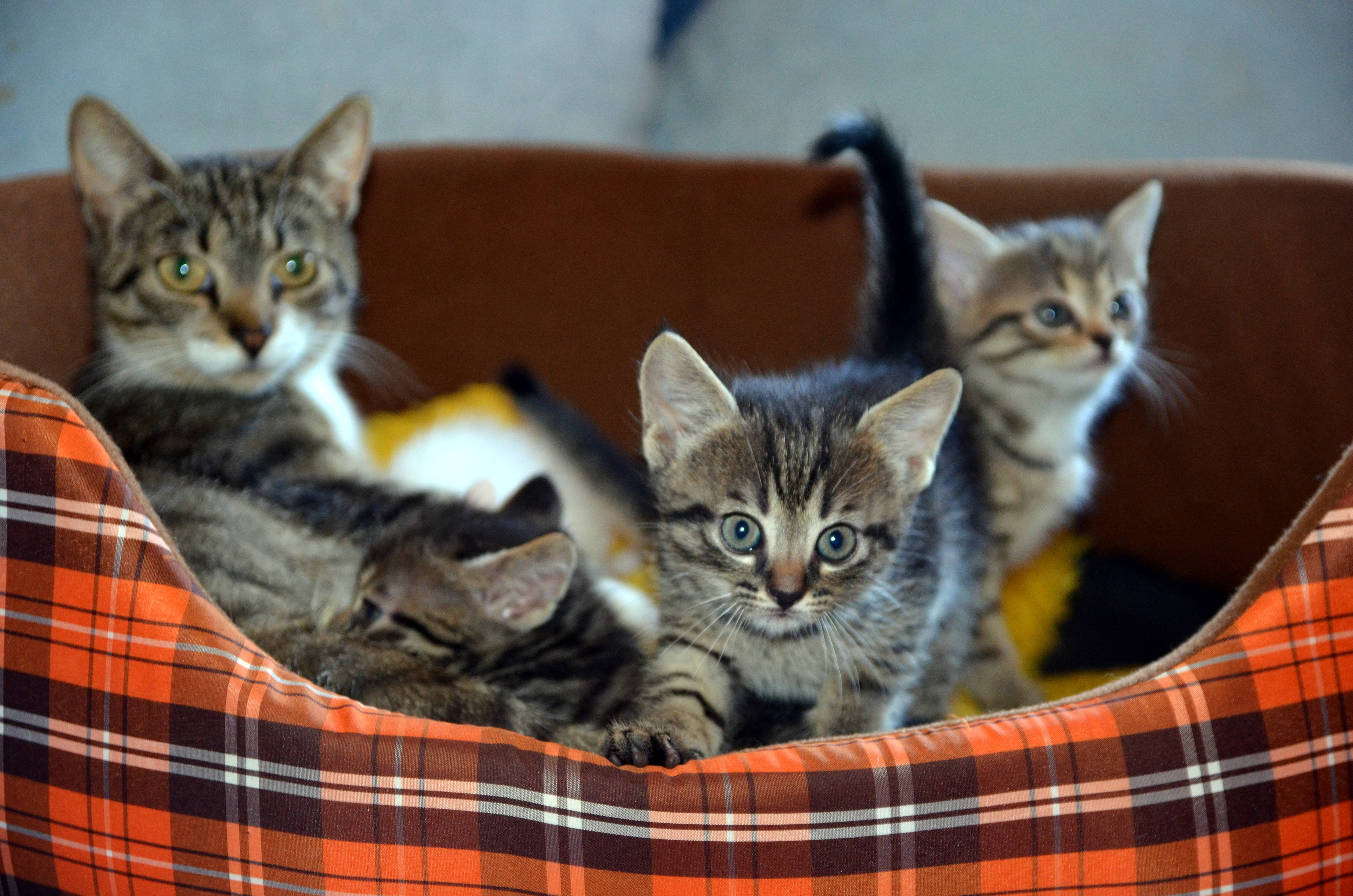 Cute Cat Love Bed, tabby cats, orange plaid pet bed, 4K Desktop Wallpaper