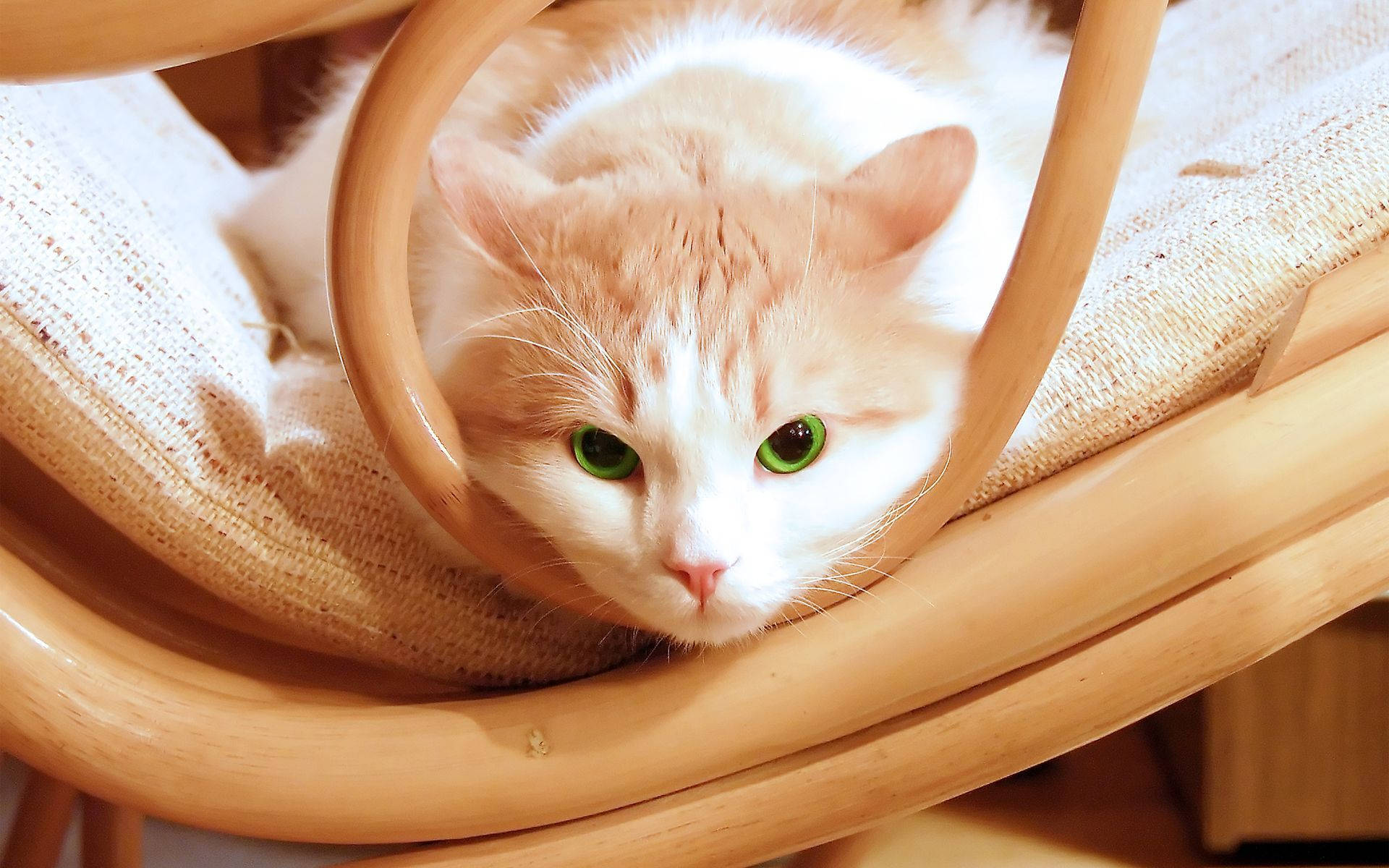 cute cat love stare, fluffy orange and white cat, striking green eyes, Full HD Desktop Wallpaper