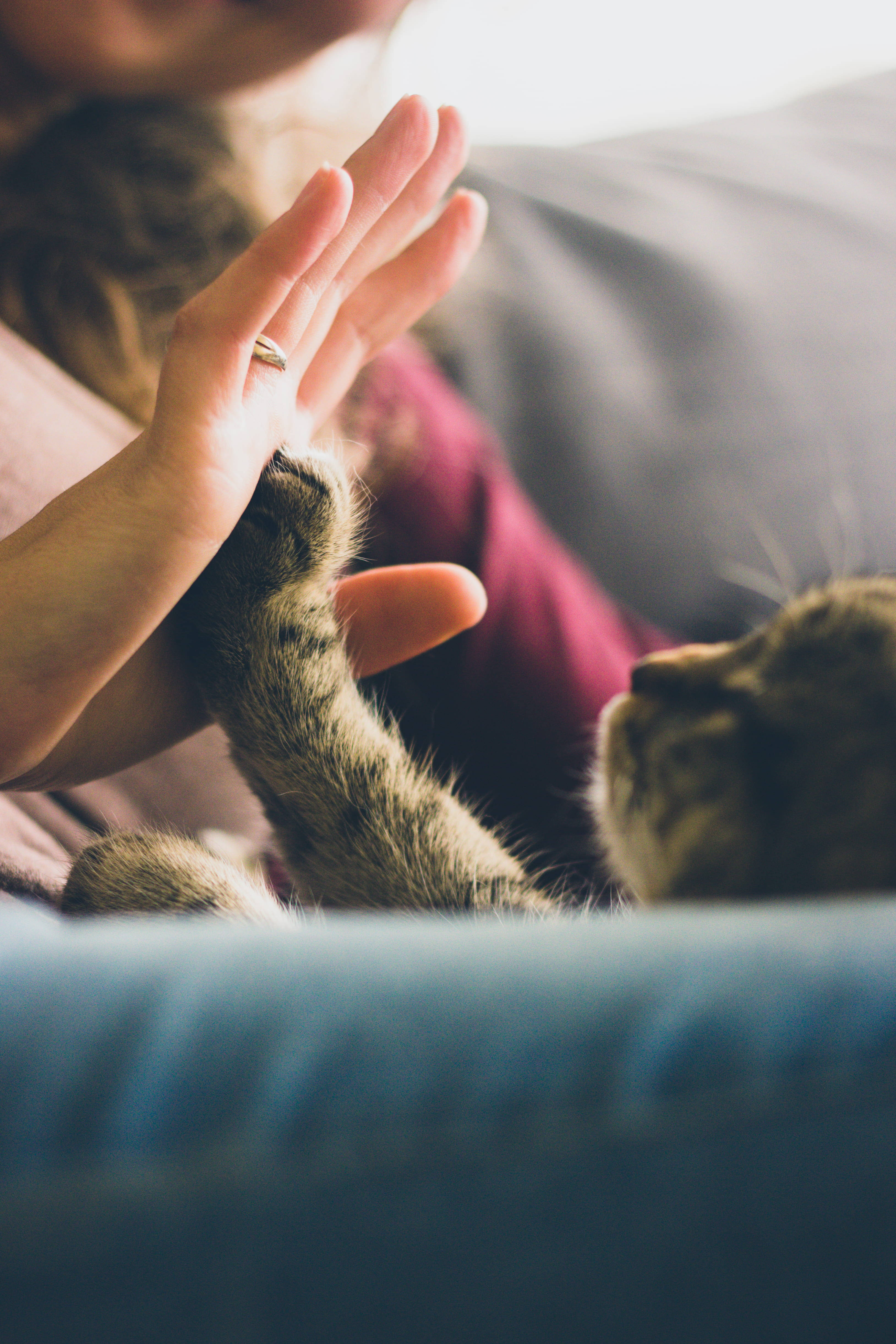 Cute Cat Love, tabby cat, paw, 4K Phone Wallpaper