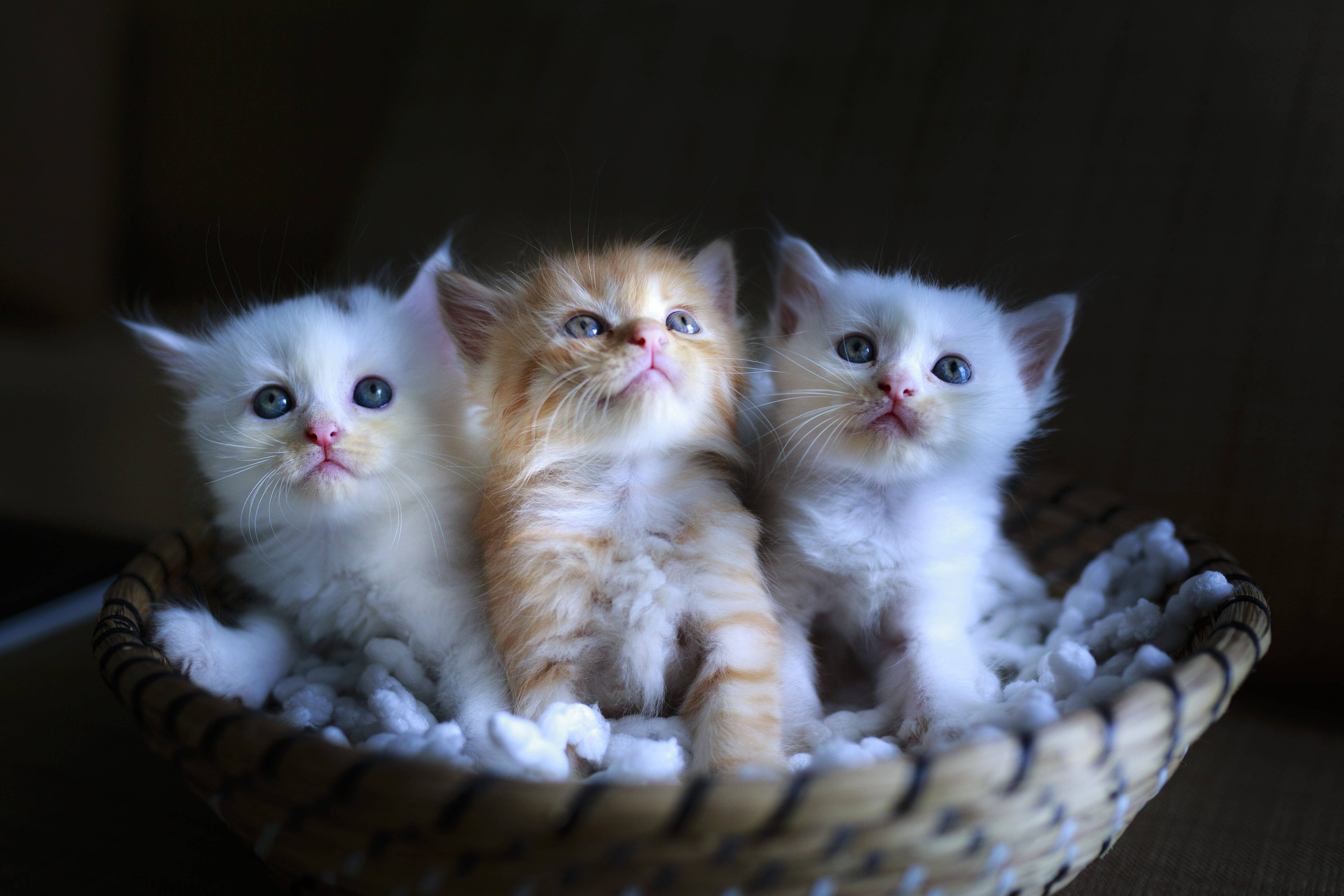 Cute Cat Love, kitten group, fluffy kittens, 4K Desktop Wallpaper