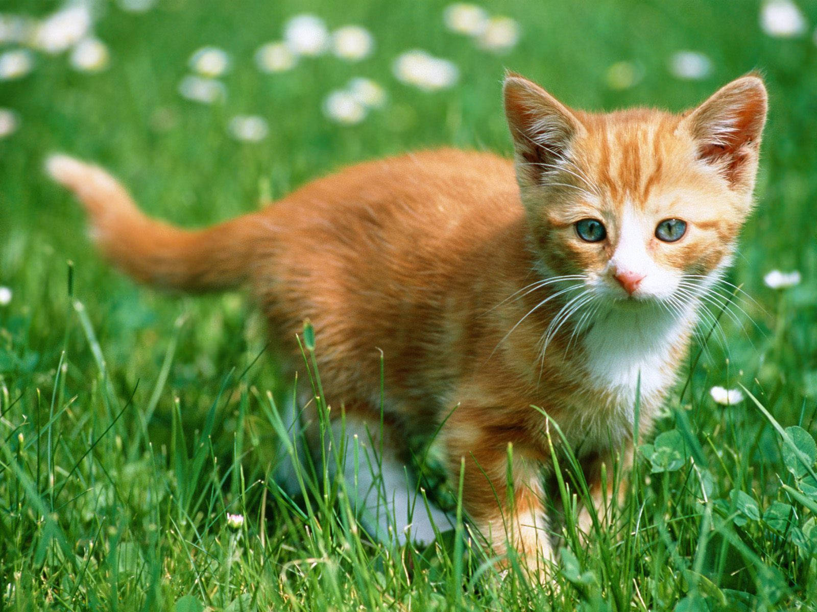 cute cat love, ginger kitten, blue eyes, HD Desktop Wallpaper