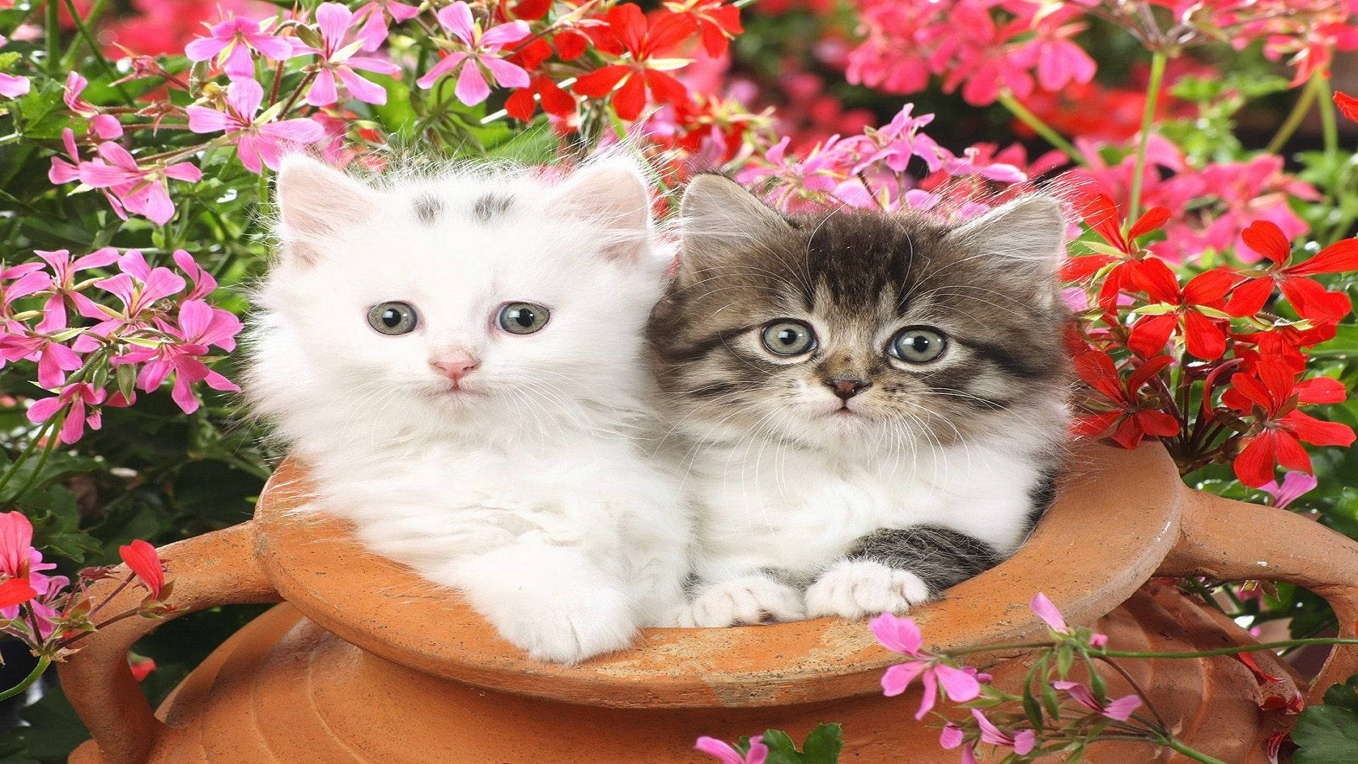 Cute Cat Love Pot, fluffy kittens, white kitten, Full HD Desktop Wallpaper