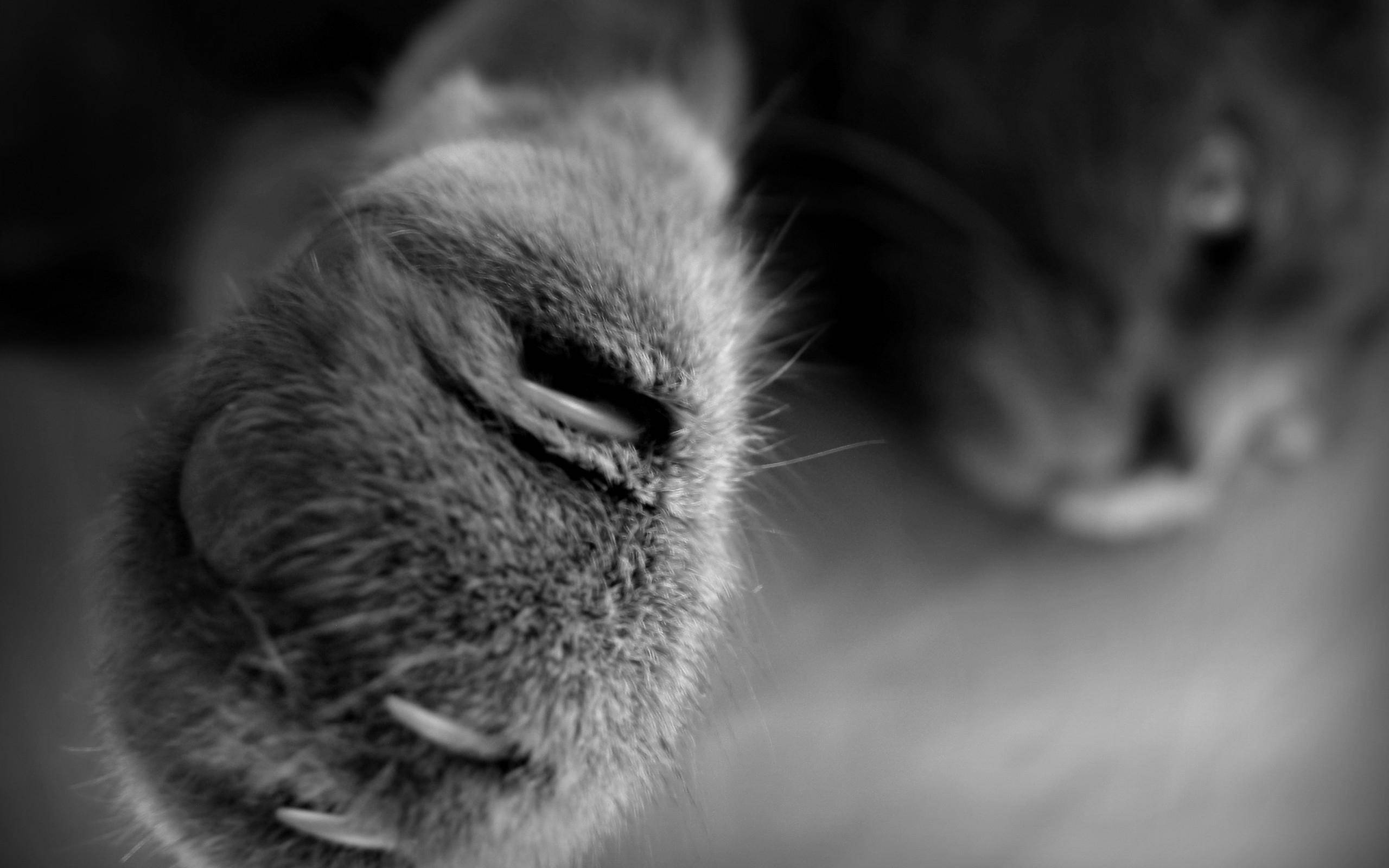 Cute Cat Love Paw, black and white, cat's paw, 2K Desktop Wallpaper