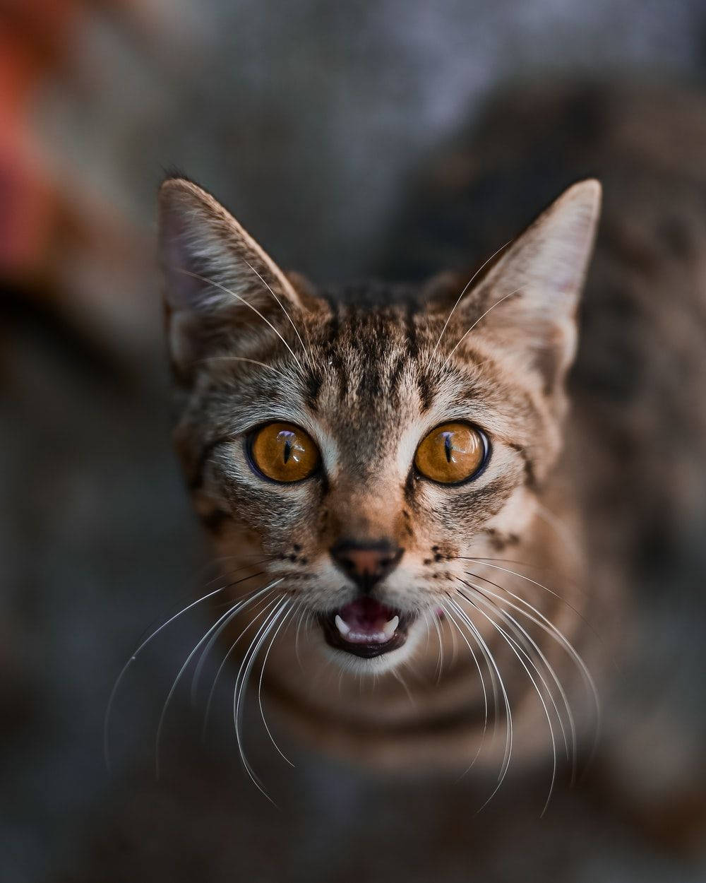 tabby cat, amber eyes, open mouth, SD Phone Wallpaper