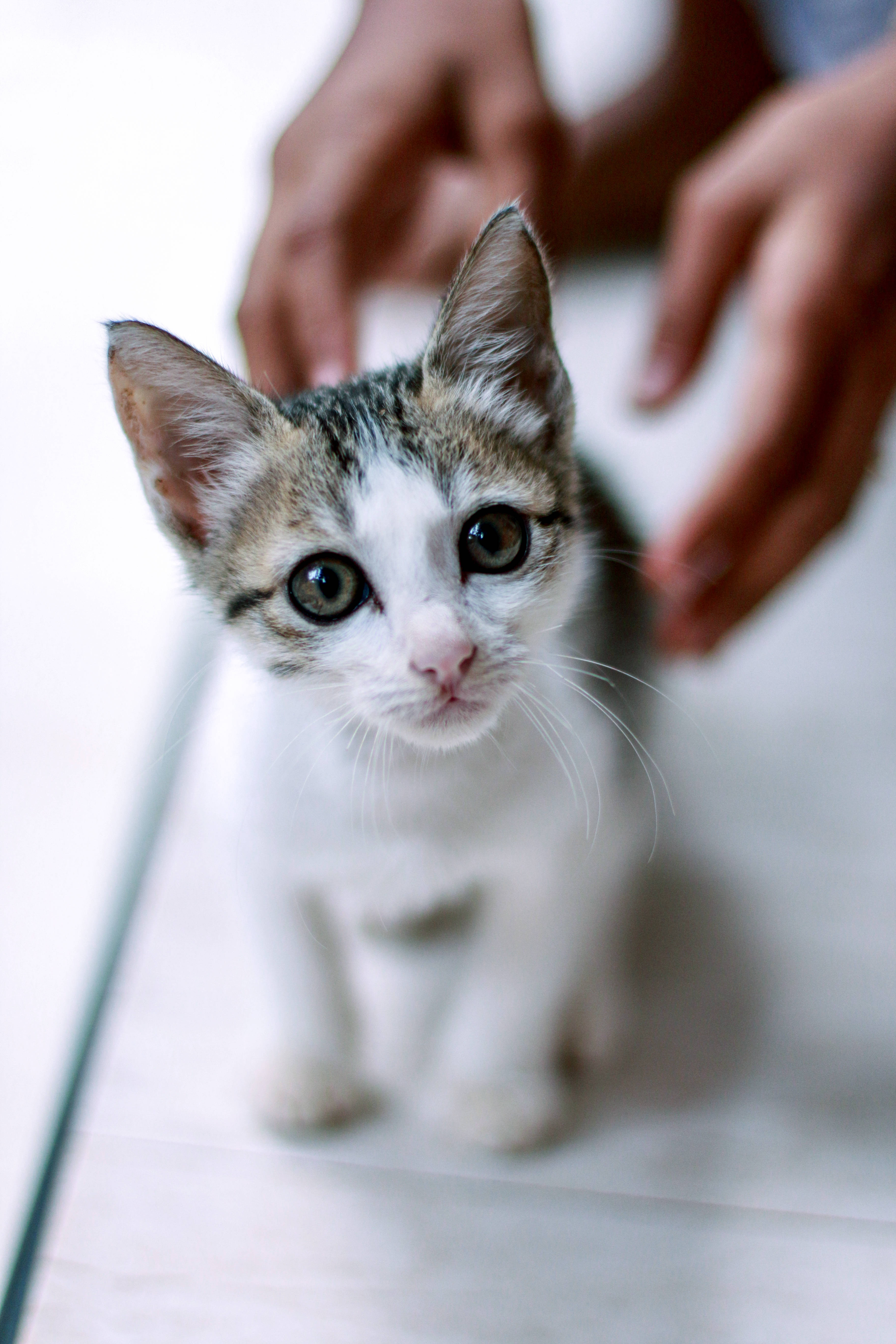 Cute Cat Love Kitten, tabby kitten, wide eyes, 5K Phone Wallpaper