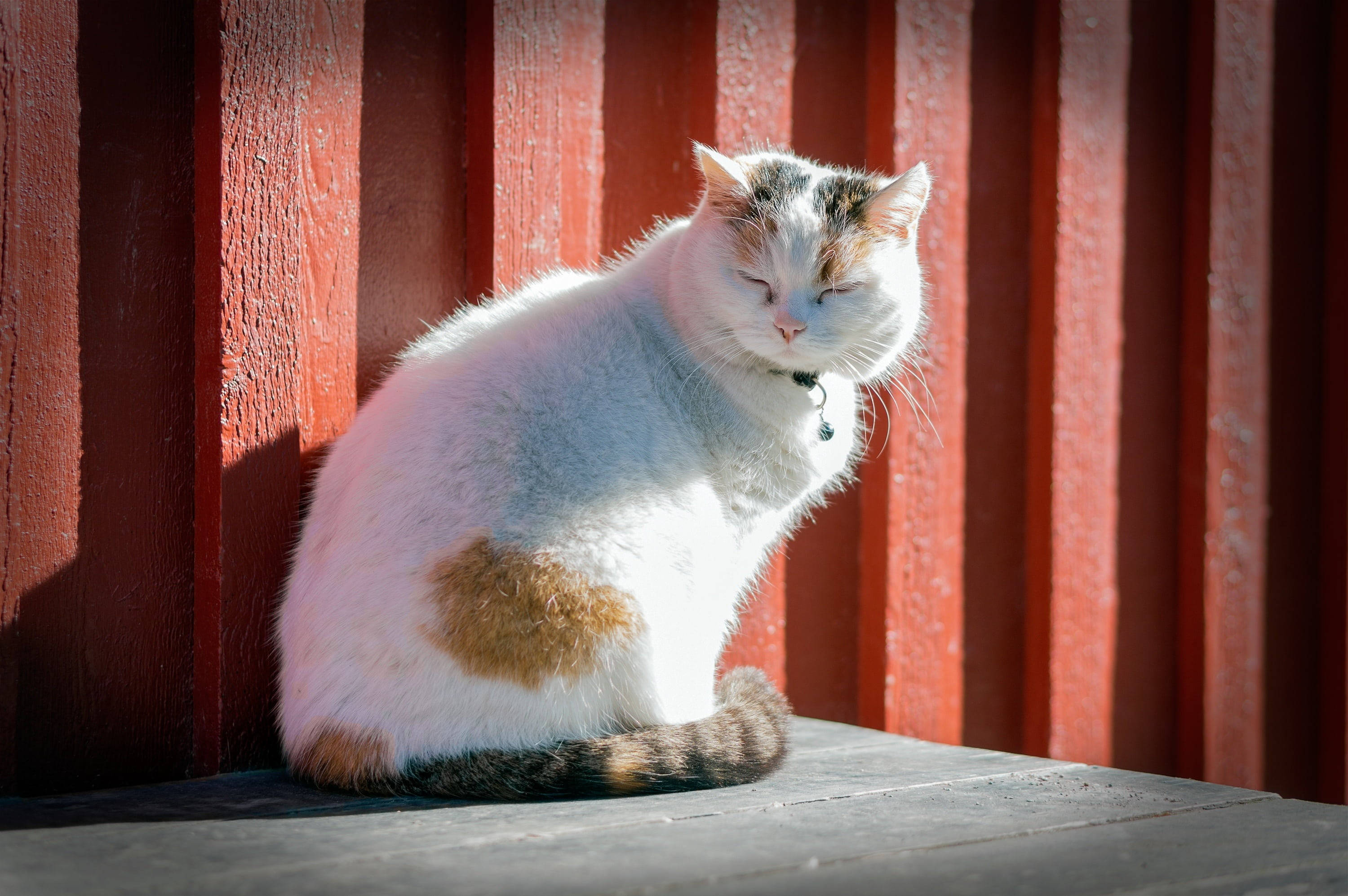 cute cat love, calico cat, white fur, 2K Desktop Wallpaper
