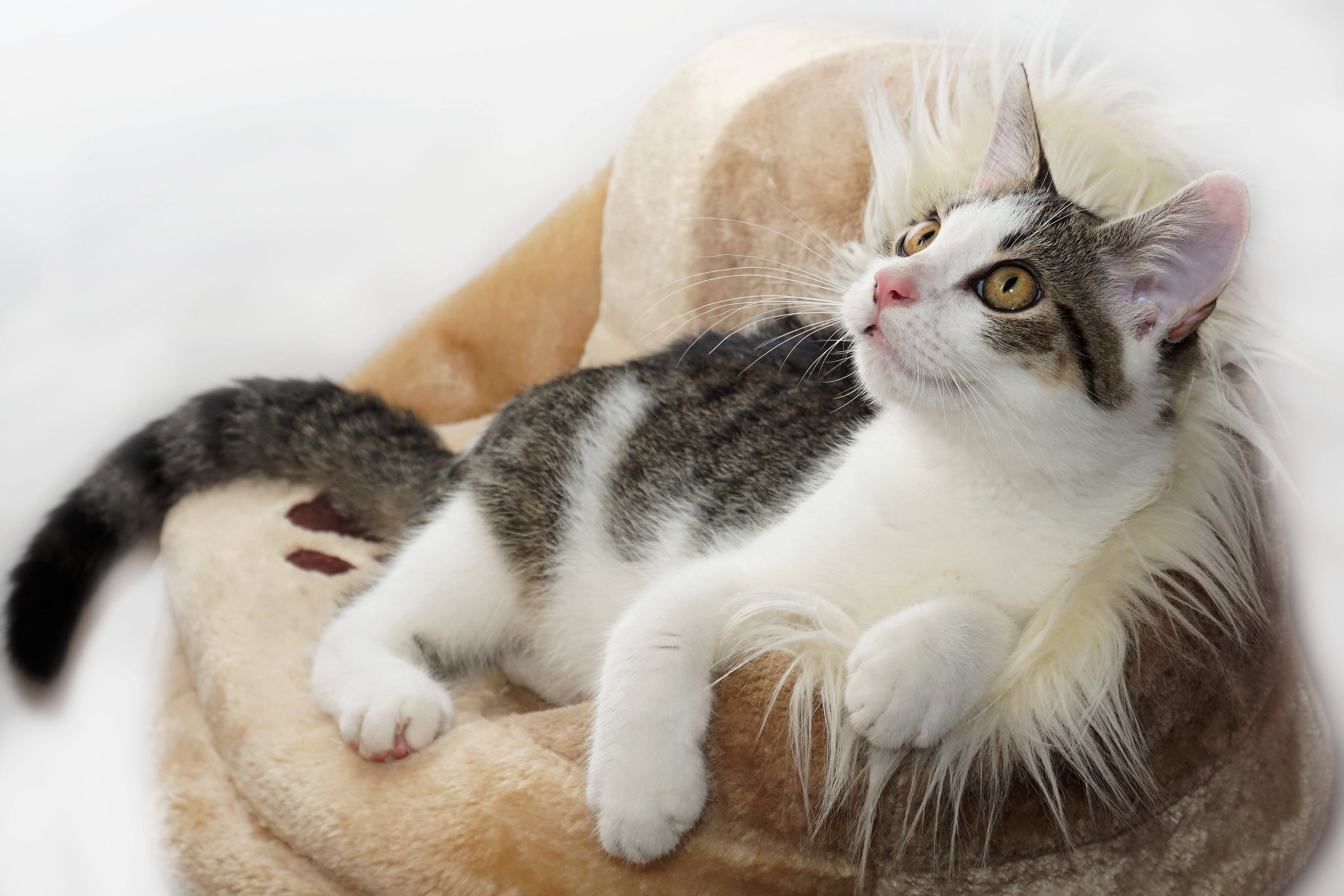 fluffy gray and white cat, soft beige pet bed, clean white background, 4K Desktop Wallpaper