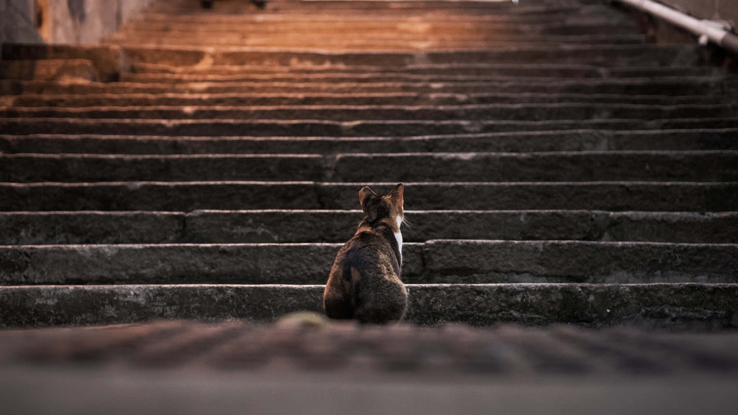 tabby cat, ancient stone steps, warm golden light, 2K Desktop Wallpaper