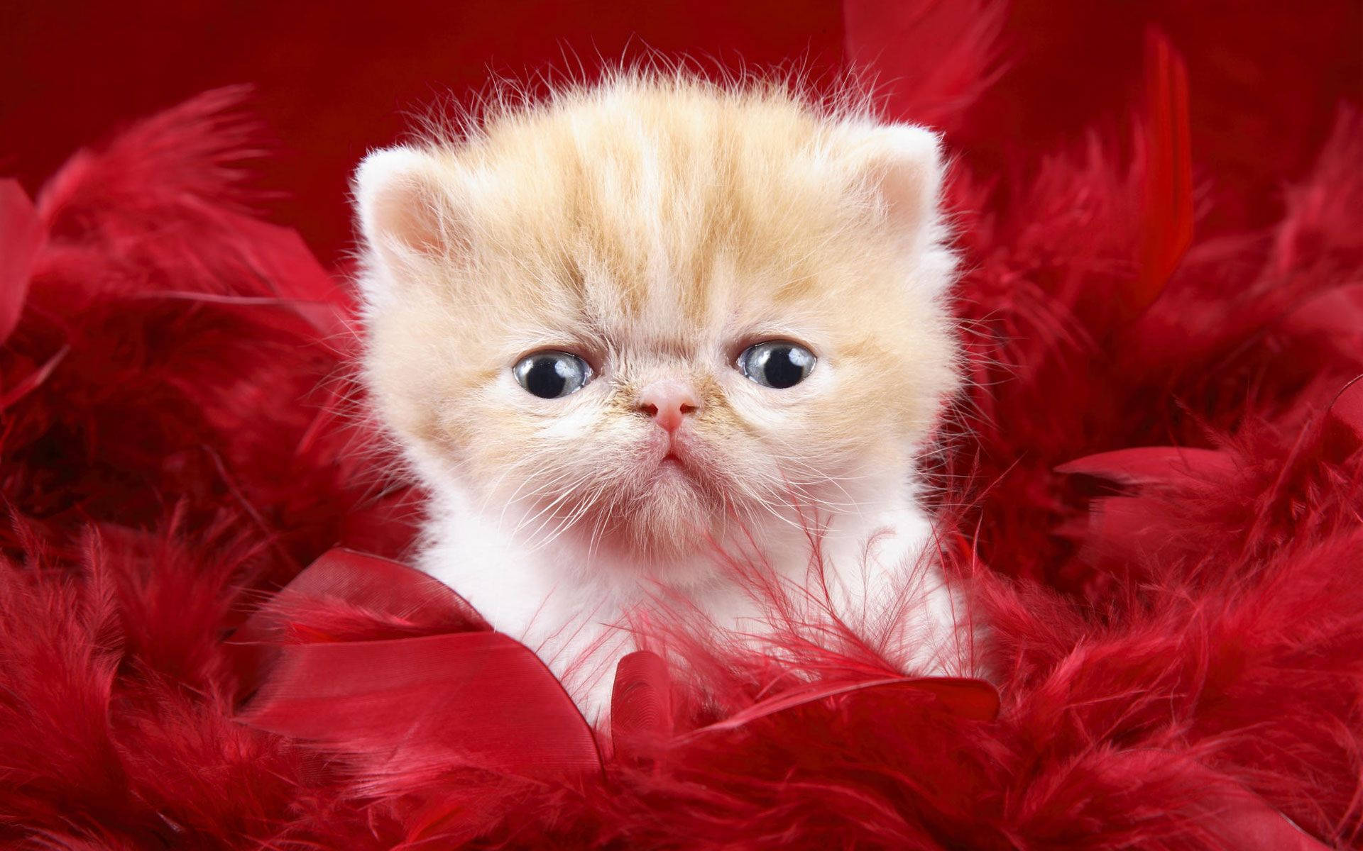 cute cat love feathers, fluffy cream kitten, big blue eyes, Full HD Desktop Wallpaper