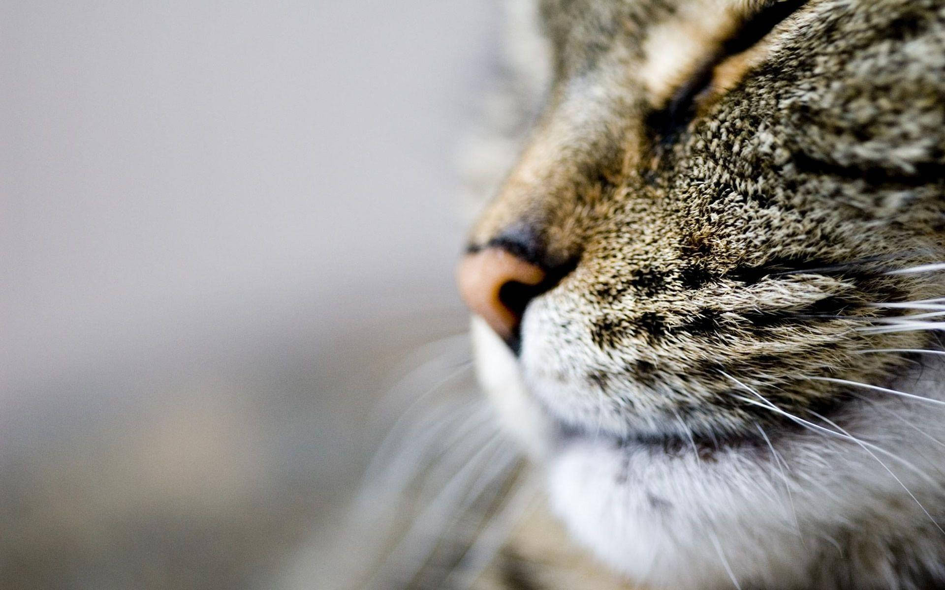 cute cat love, tabby cat, sleeping face, Full HD Desktop Wallpaper