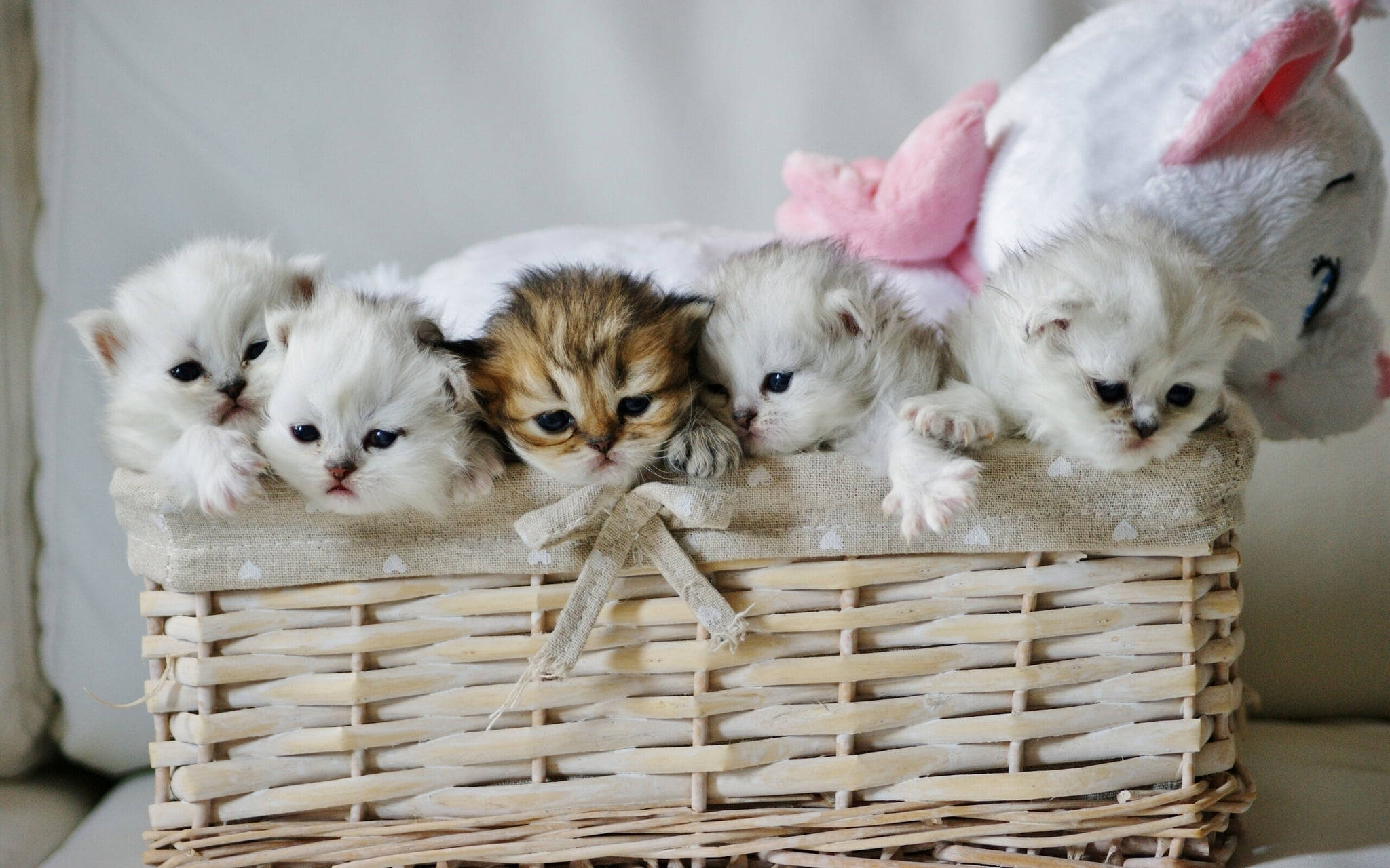 Cute Cat Love, kitten basket, woven basket, Full HD Desktop Wallpaper
