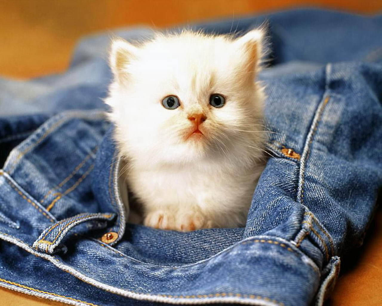 cute cat love, fluffy white kitten, blue denim jeans, HD Desktop Wallpaper