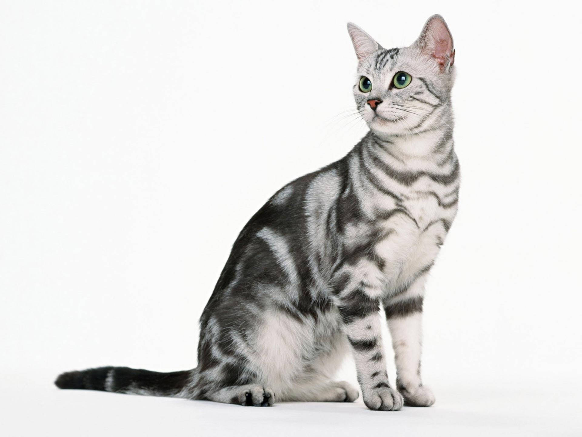 silver tabby cat, striking green eyes, pure white background, Full HD Desktop Wallpaper