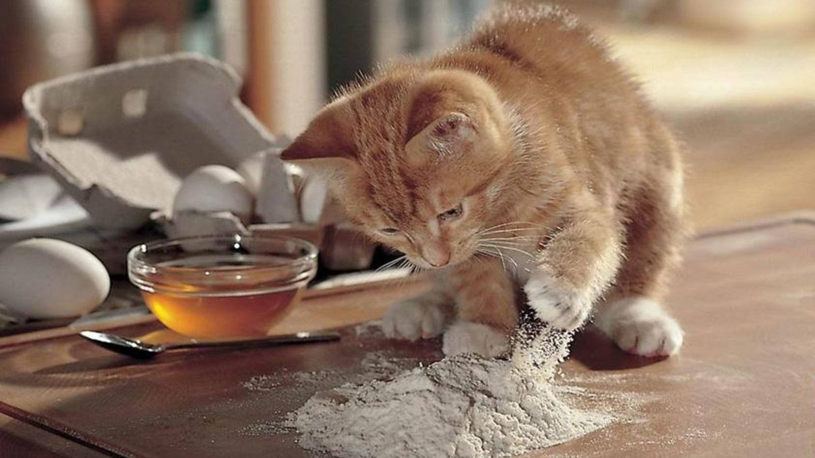 ginger kitten, flour, wooden table, HD Desktop Wallpaper