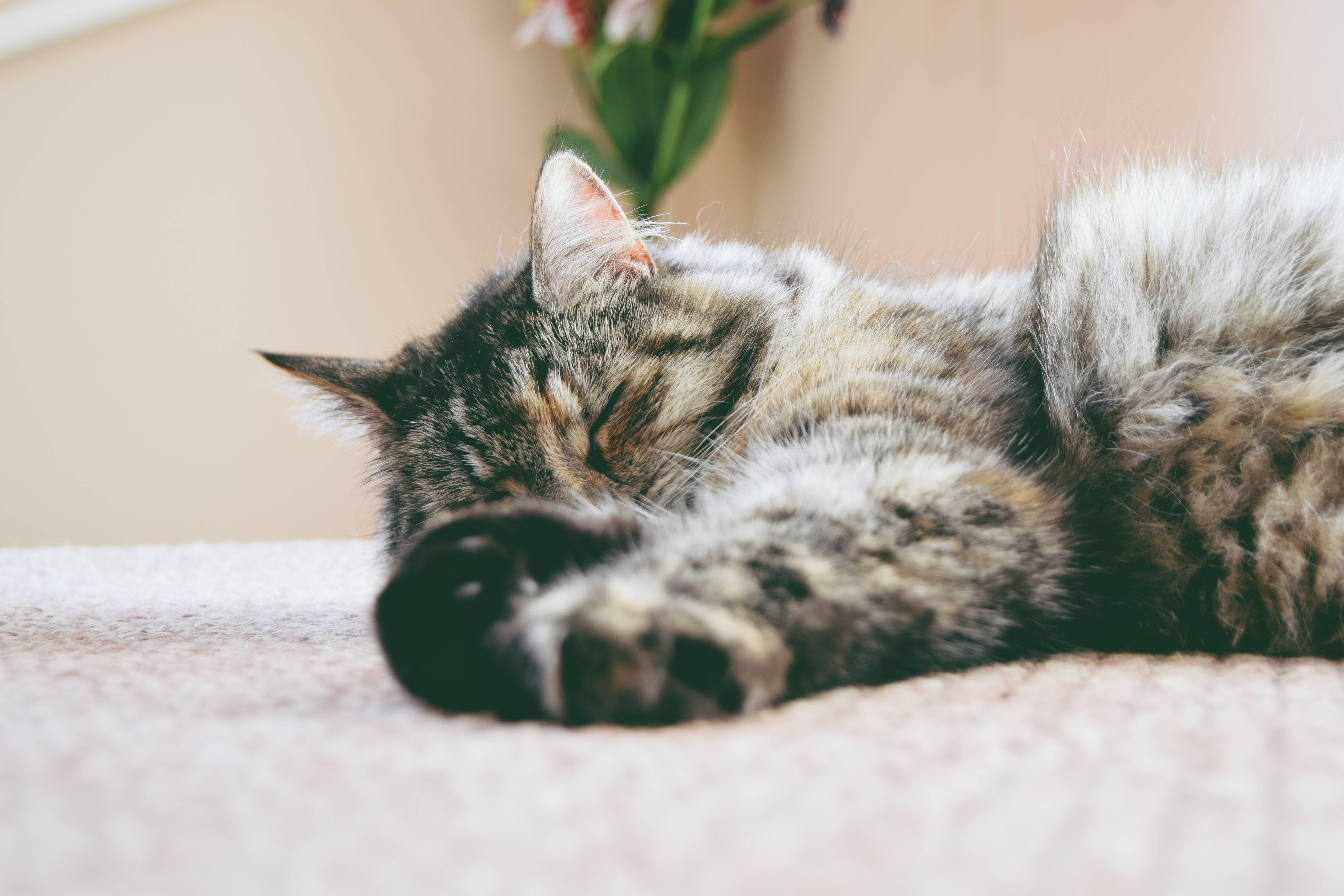 cute cat love, fluffy tabby cat, soft beige carpet, 5K Desktop Wallpaper