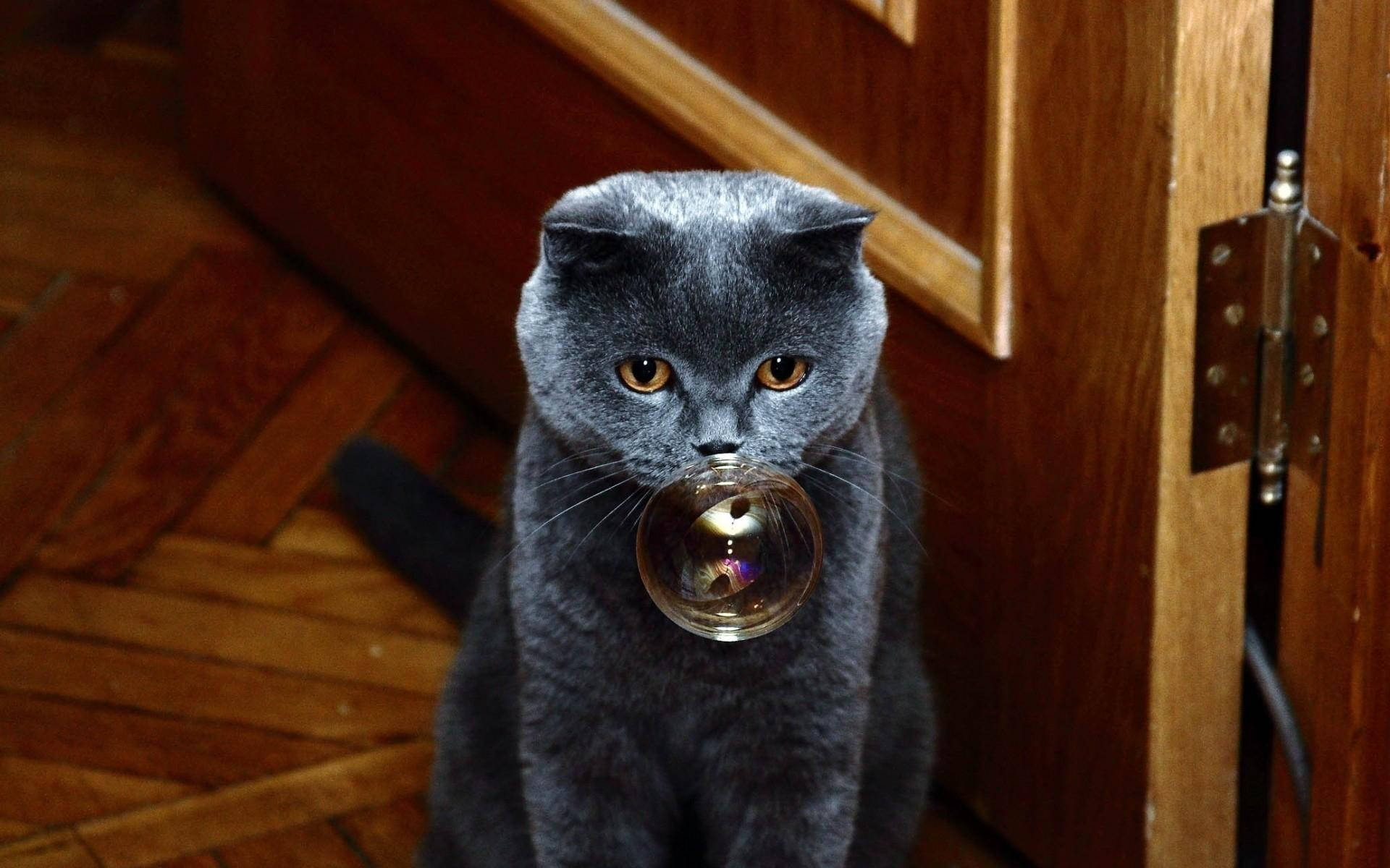 cute cat love, gray British Shorthair cat, glass marble, Full HD Desktop Wallpaper