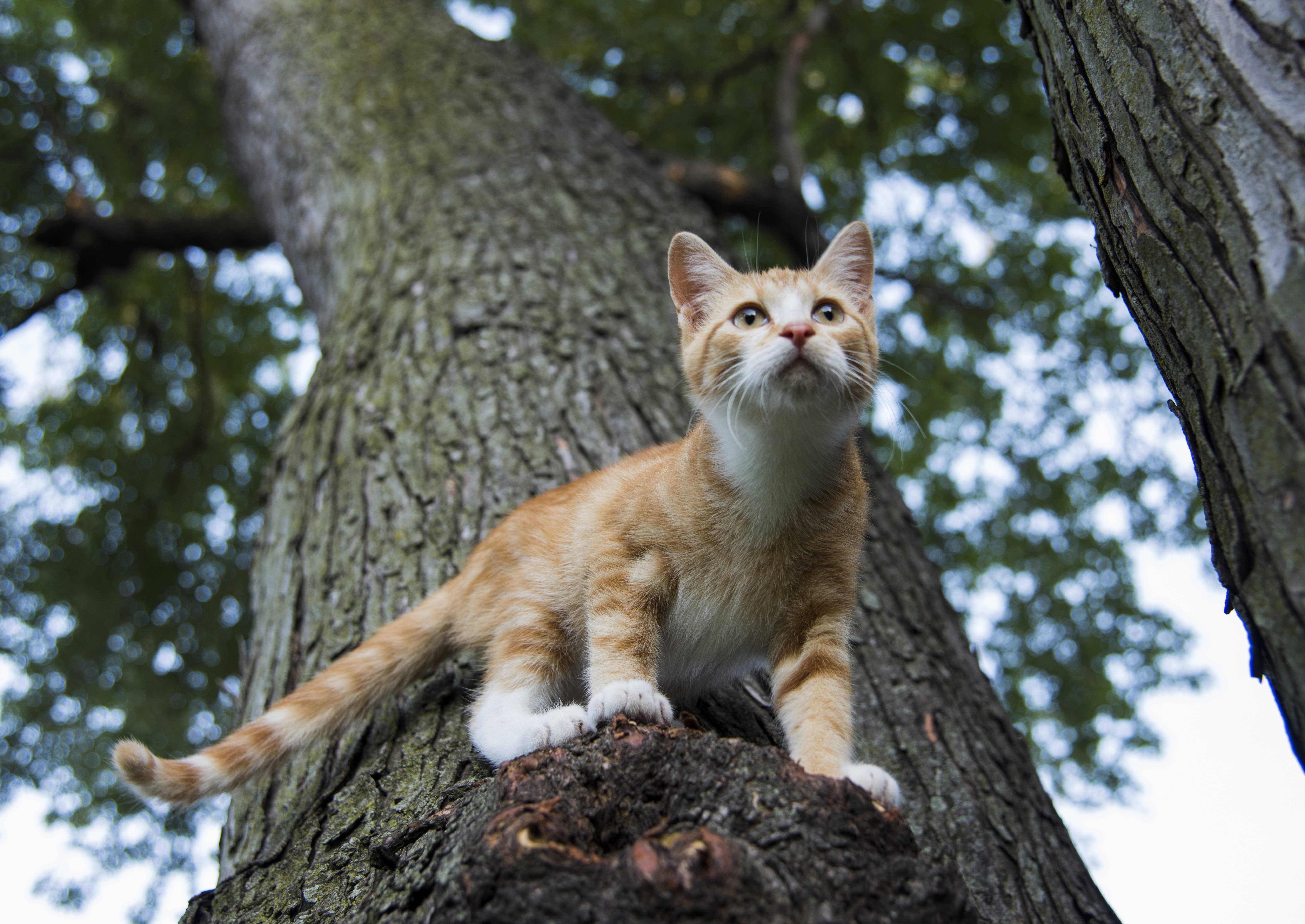 Cute Cat Love Tree, ginger kitten, white paws, 5K Desktop Wallpaper