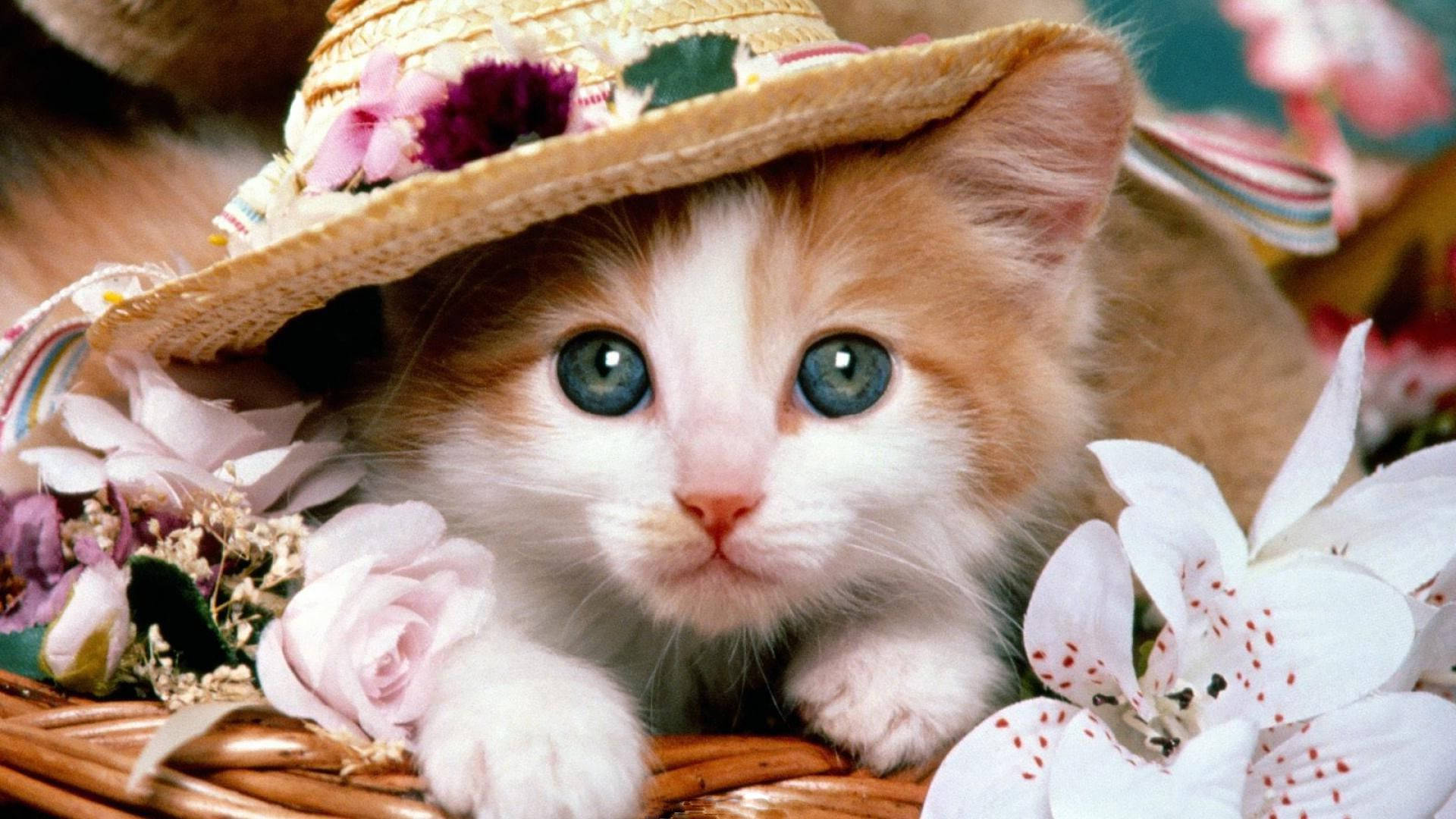 Cute Cat Love Hat, fluffy orange and white kitten, striking blue eyes, Full HD Desktop Wallpaper