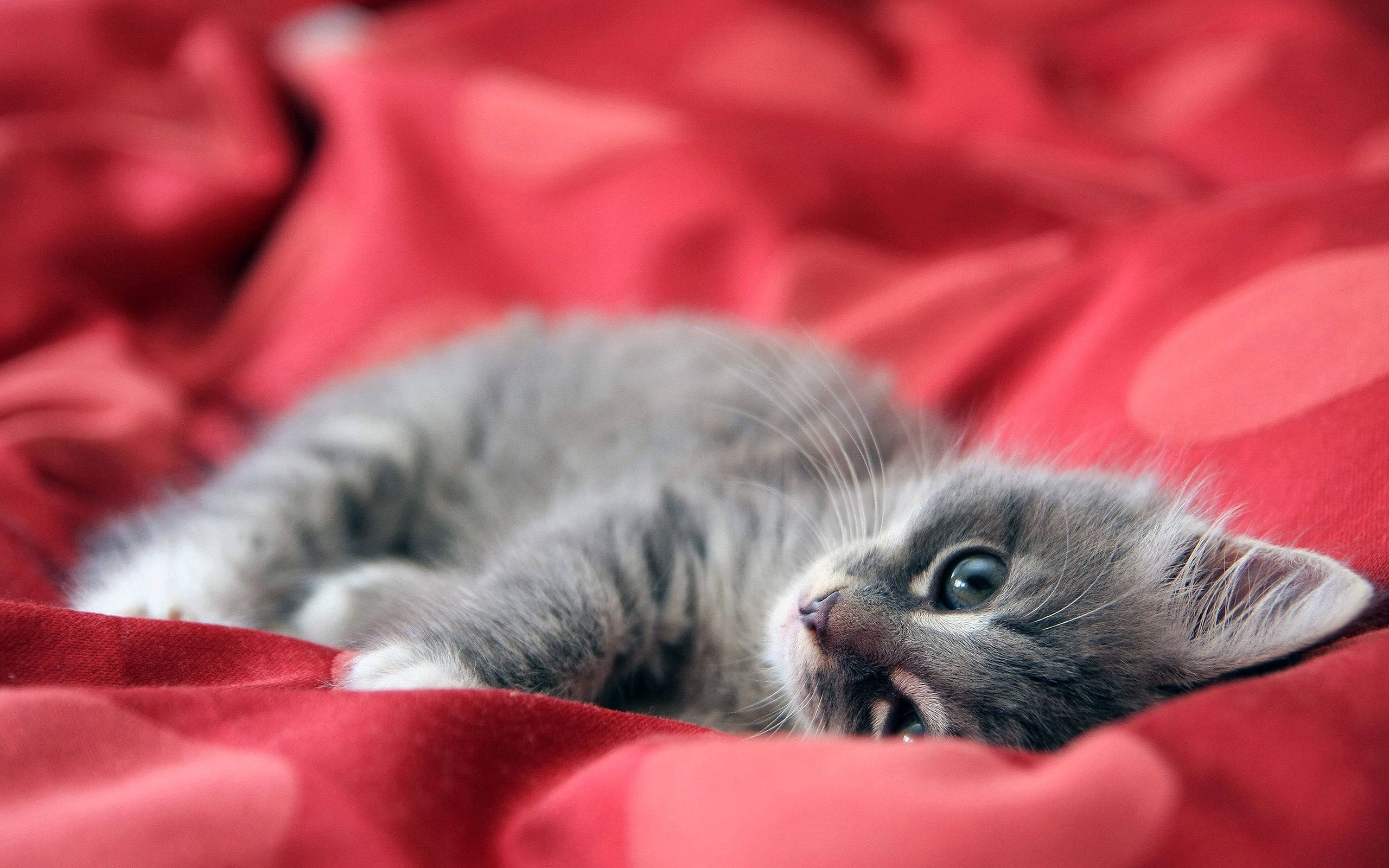 cute cat love sheets, fluffy gray tabby kitten, vibrant red fabric, 2K Desktop Wallpaper