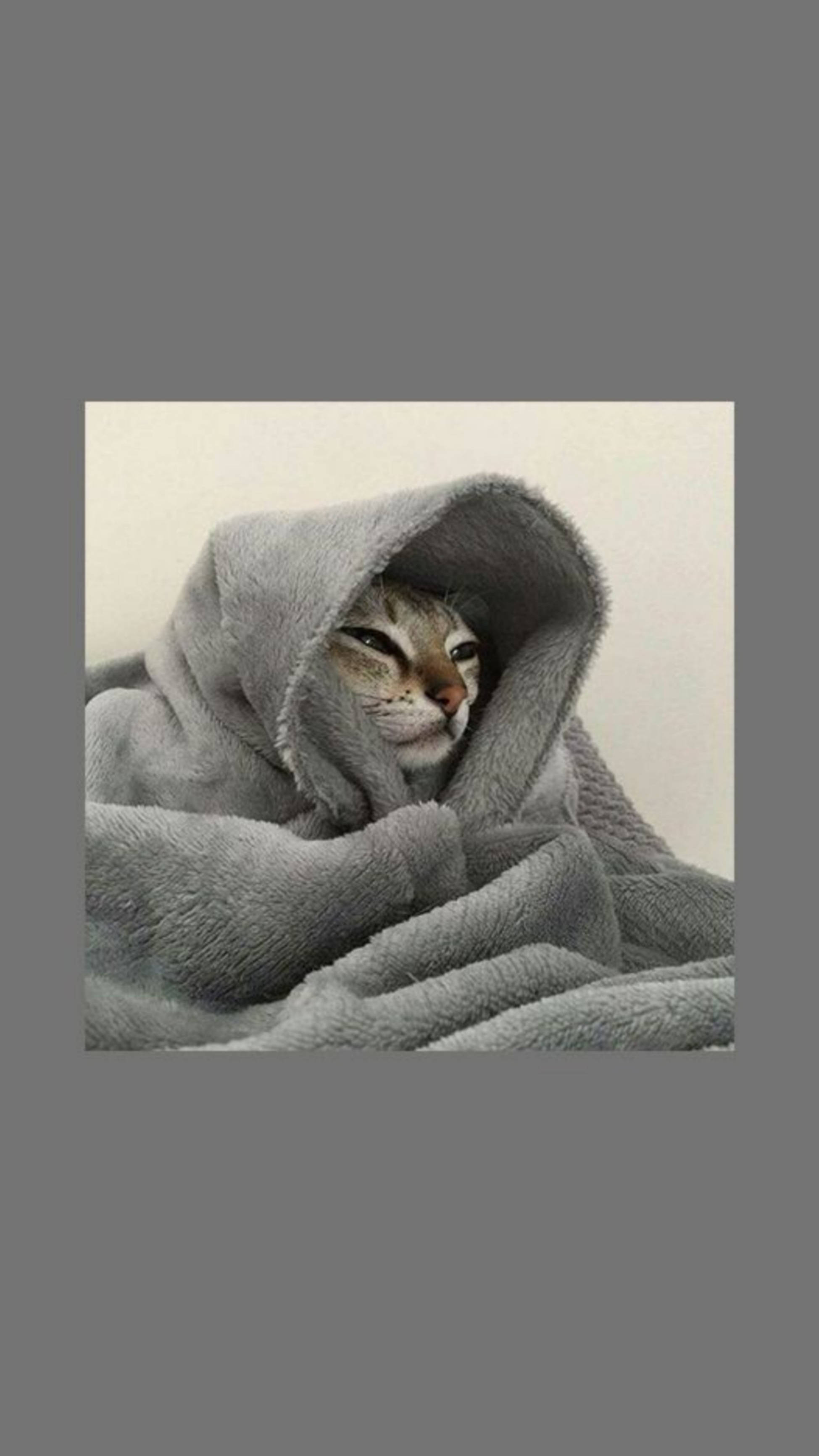 tabby cat, soft gray hooded blanket, sleepy expression, 2K Phone Wallpaper