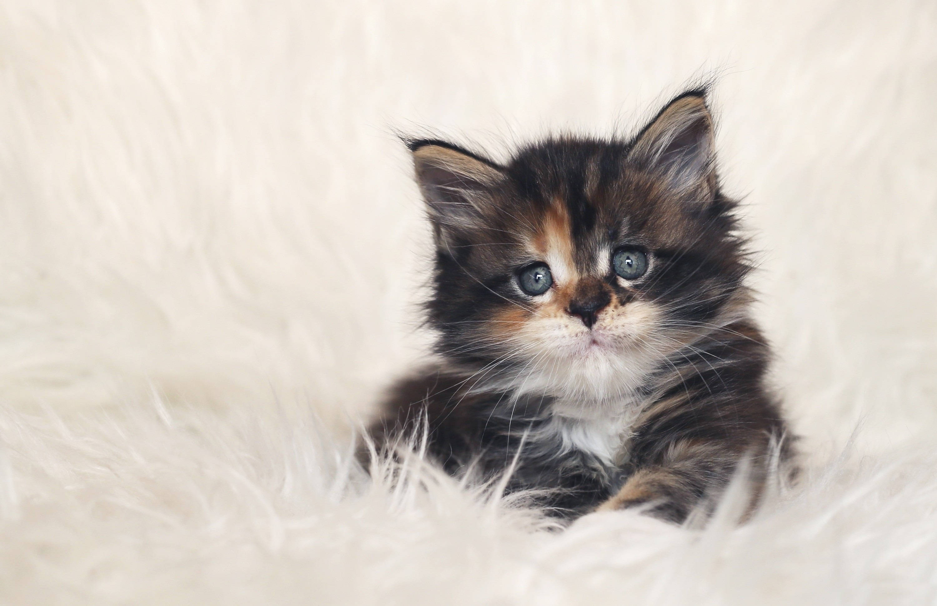 calico kitten, blue eyes, soft white fur blanket, 2K Desktop Wallpaper
