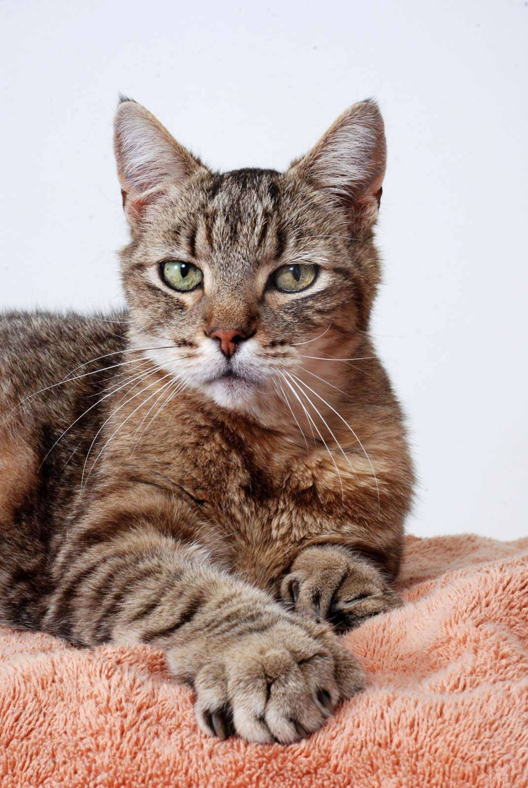 tabby cat, green eyes, peach blanket, HD Phone Wallpaper