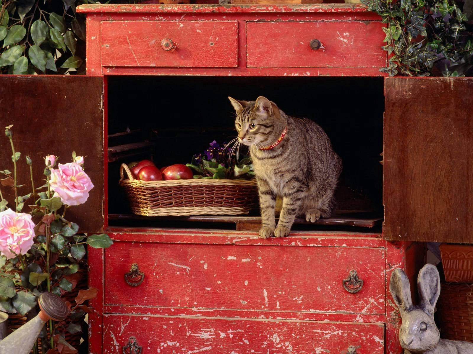 tabby cat, red collar, open red wooden cabinet, HD Desktop Wallpaper