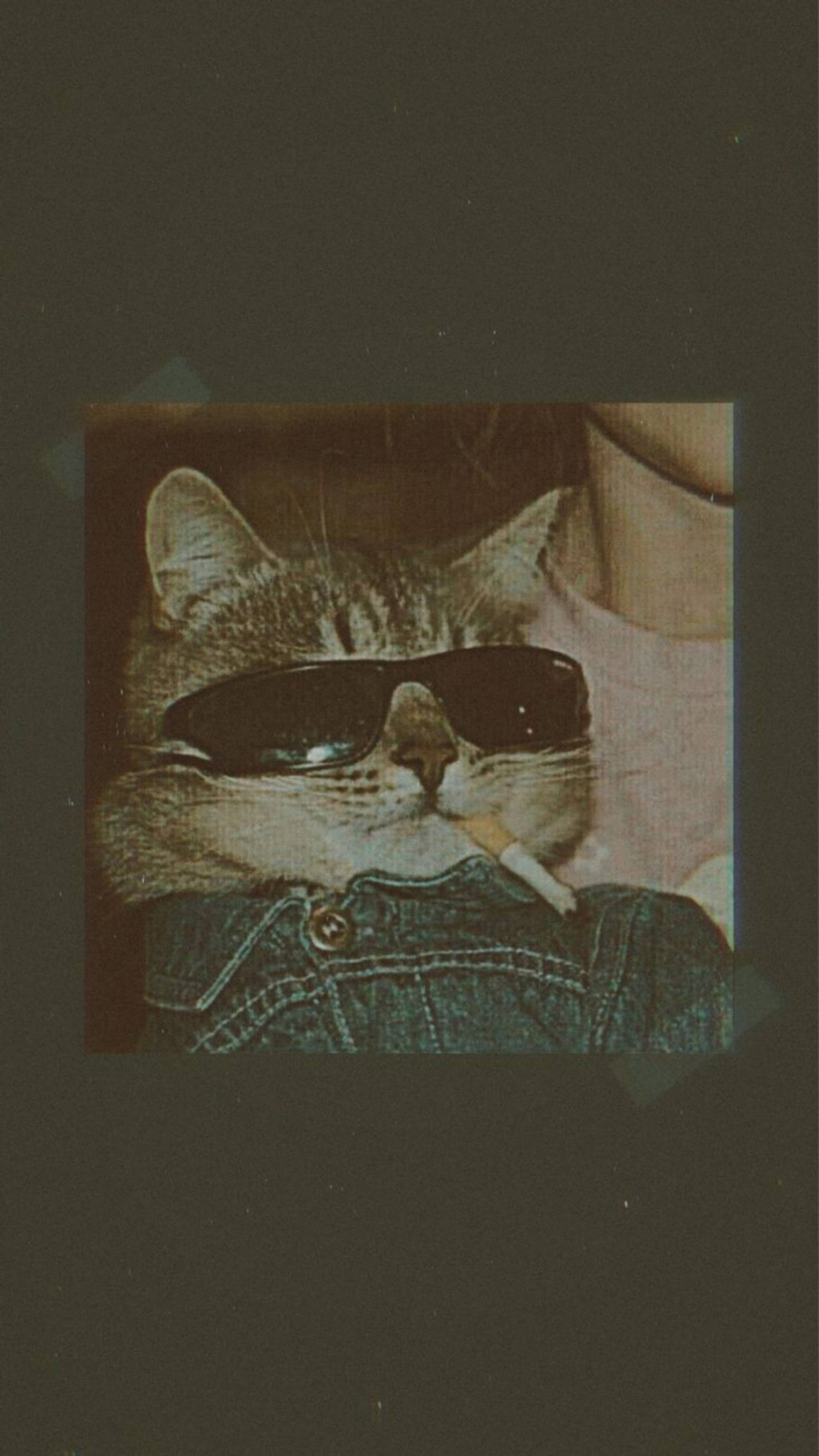 tabby cat, sunglasses, cigarette, 2K Phone Wallpaper