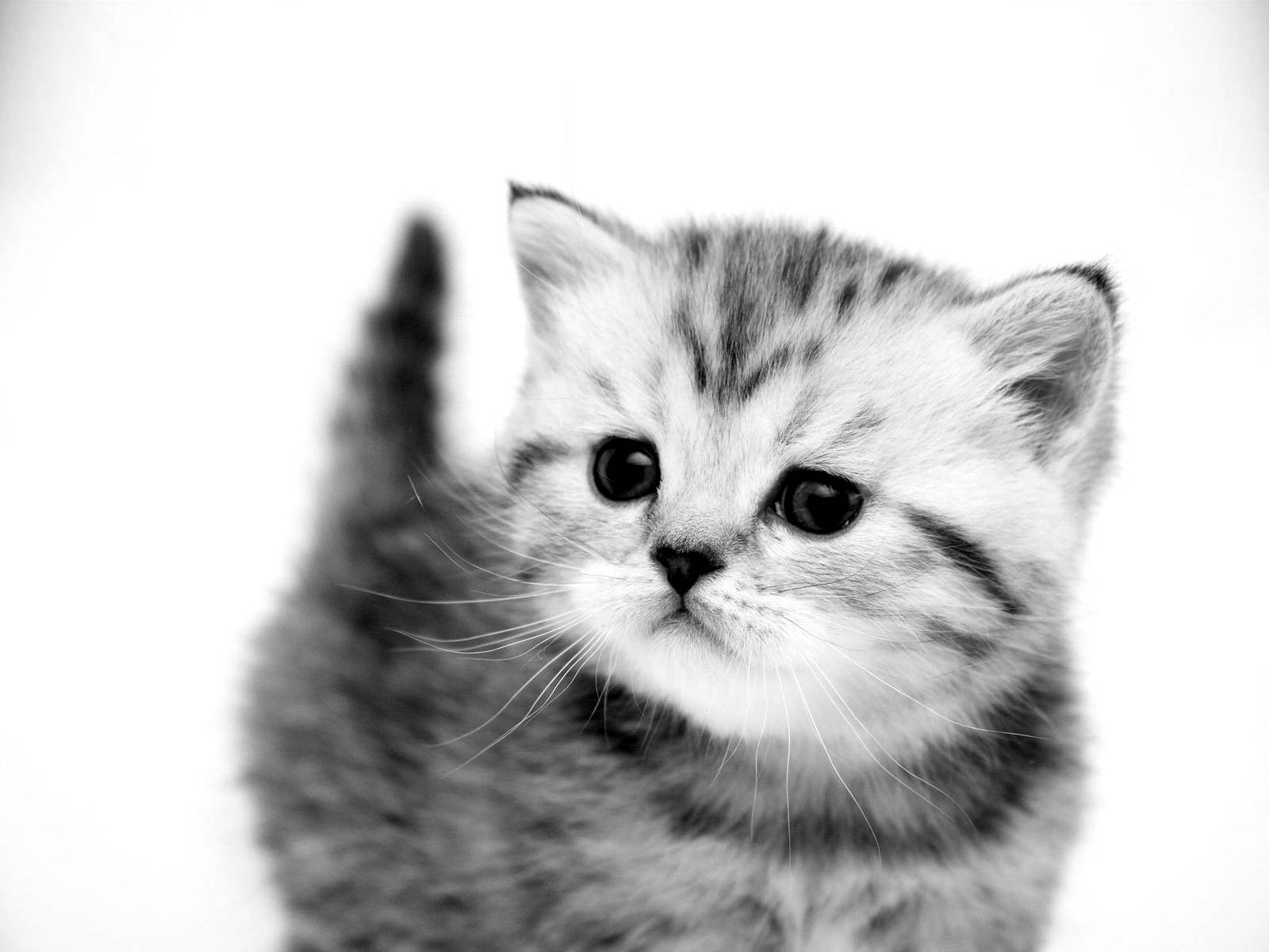 cute mini black and white cat, fluffy tabby kitten, wide eyes, HD Desktop Wallpaper
