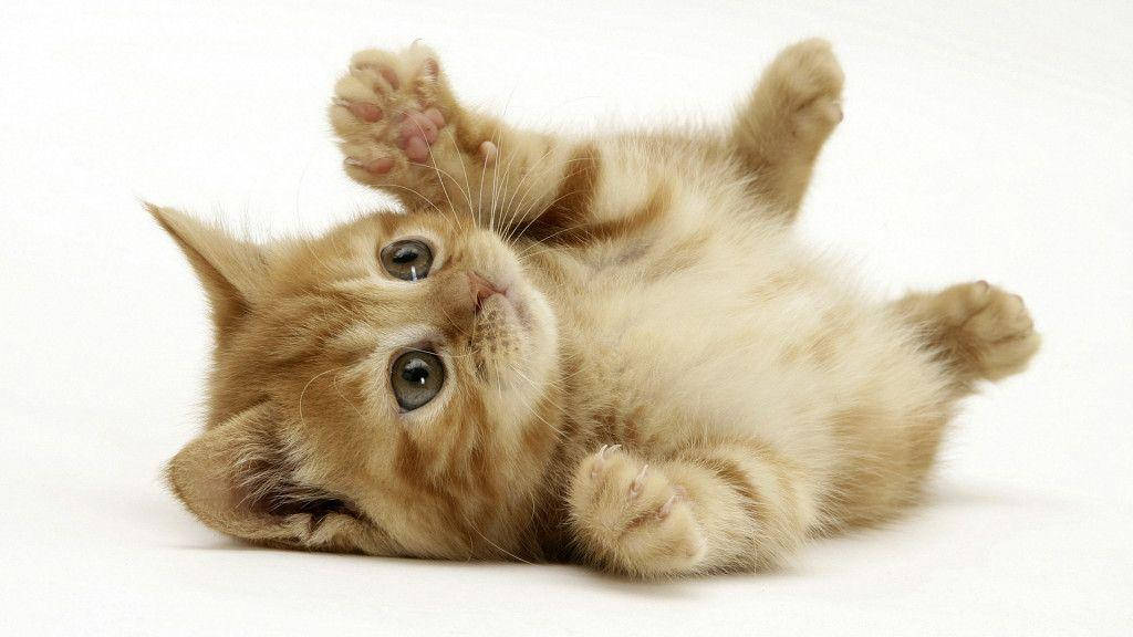 ginger kitten, white background, paws up, SD Desktop Wallpaper