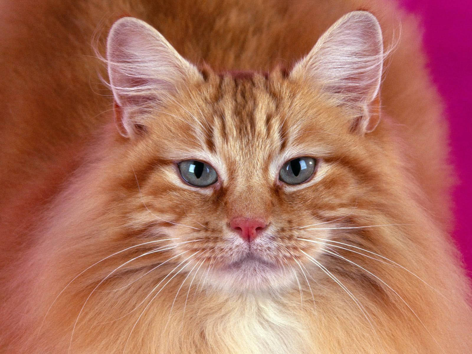 furry cat, fluffy orange tabby cat, blue eyes, HD Desktop Wallpaper