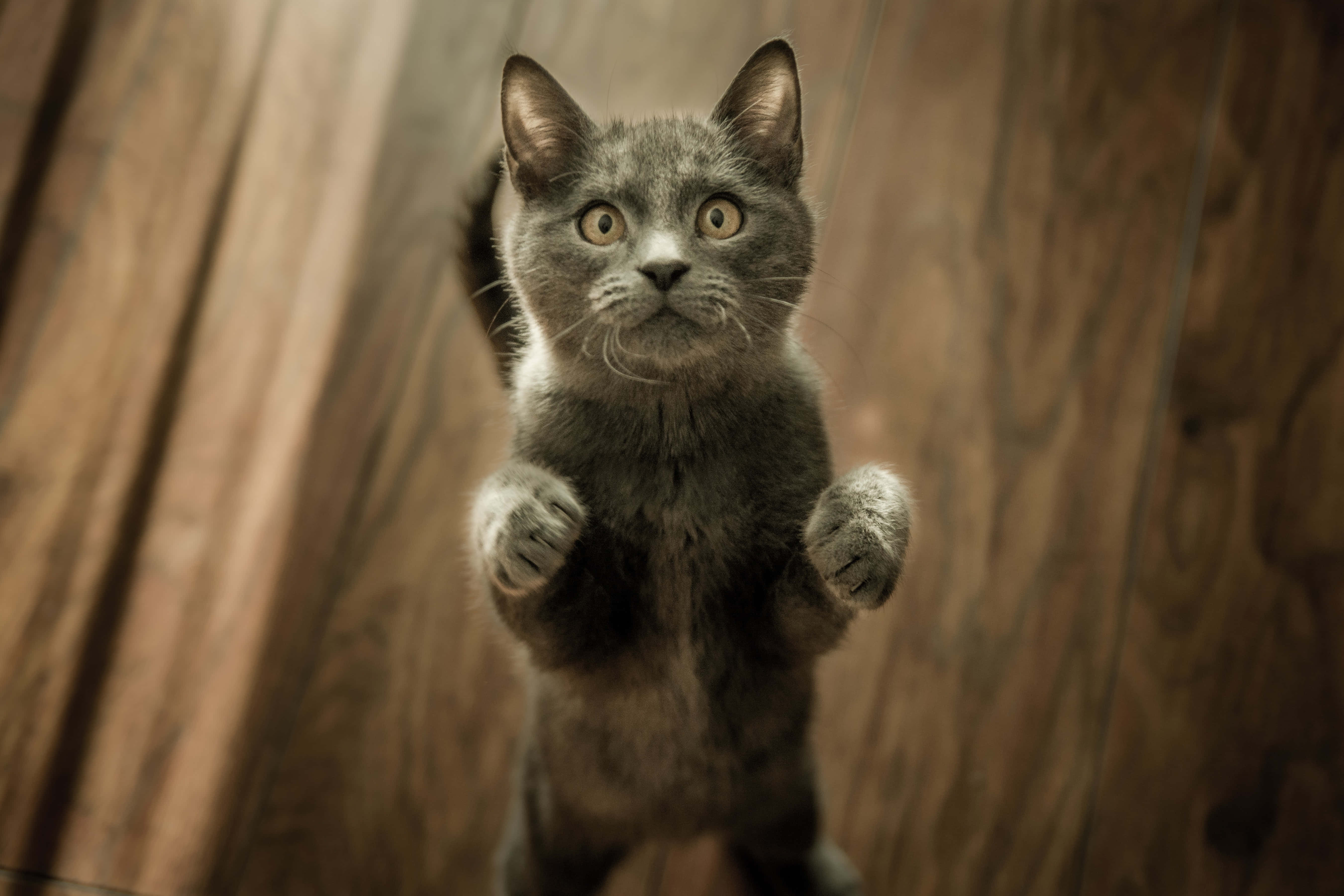 gray kitten, standing upright, wooden floor, 5K Desktop Wallpaper