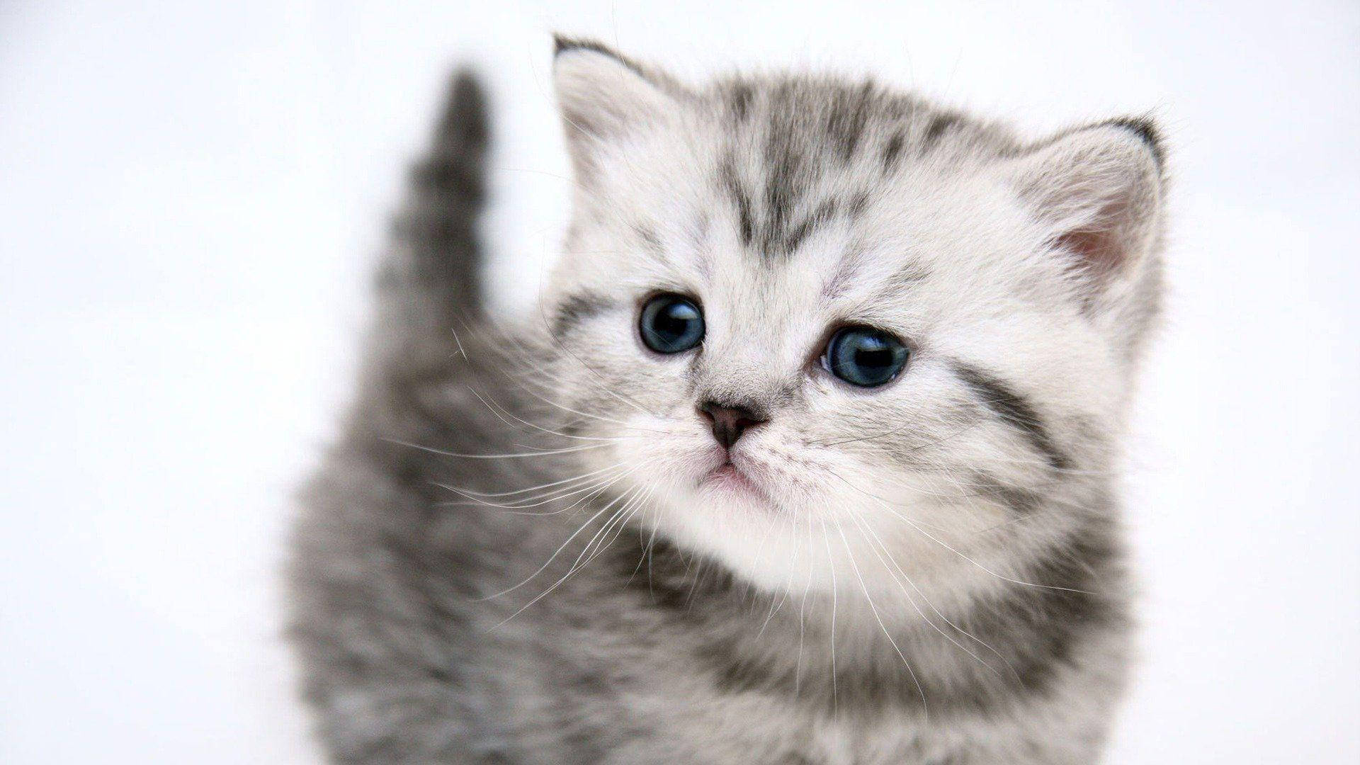 fluffy silver tabby kitten, wide blue eyes, plain white background, Full HD Desktop Wallpaper