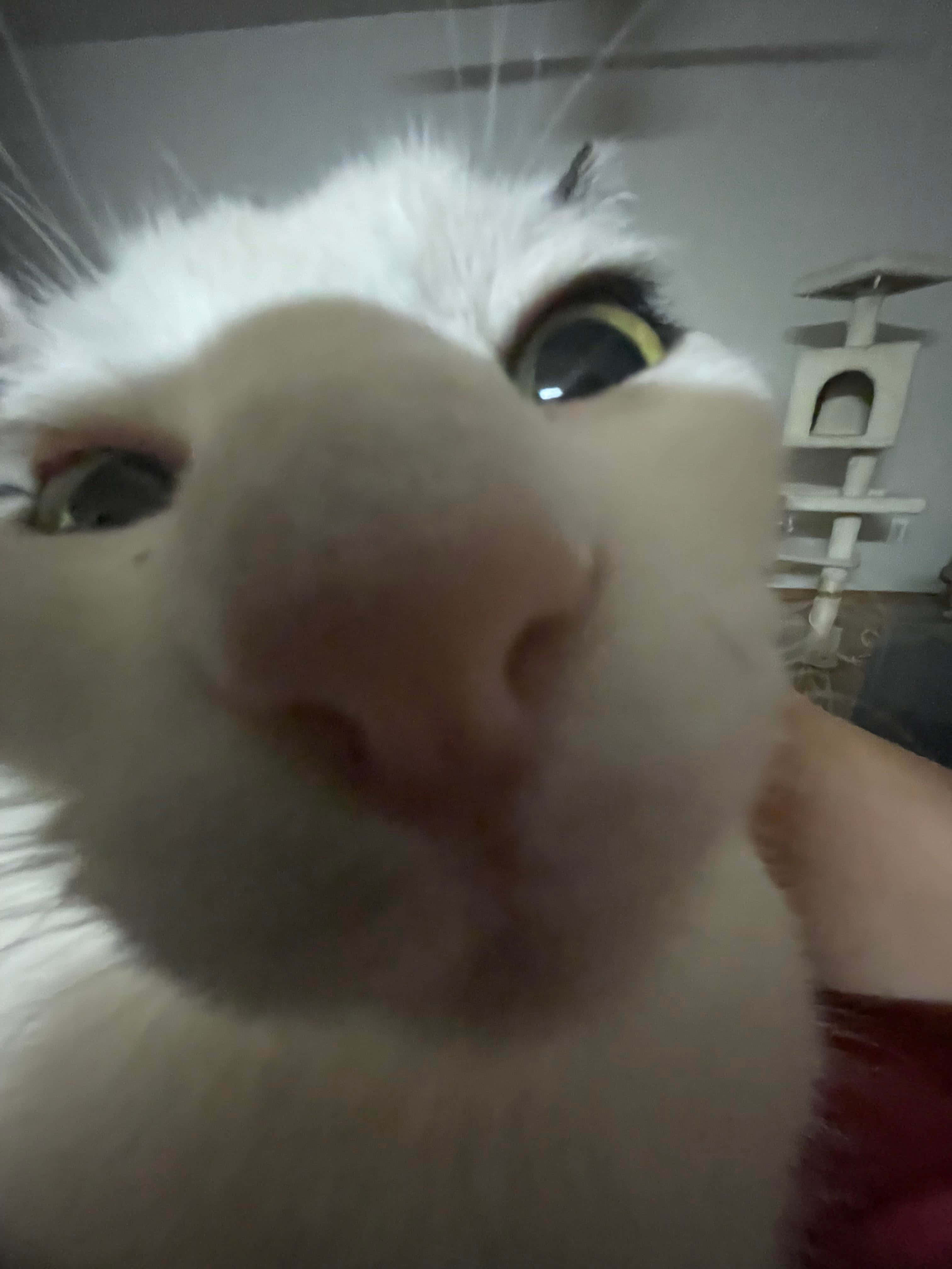 Goofy Zoomed Cute Cat PFP, white cat, wide yellow eyes, 4K Phone Wallpaper