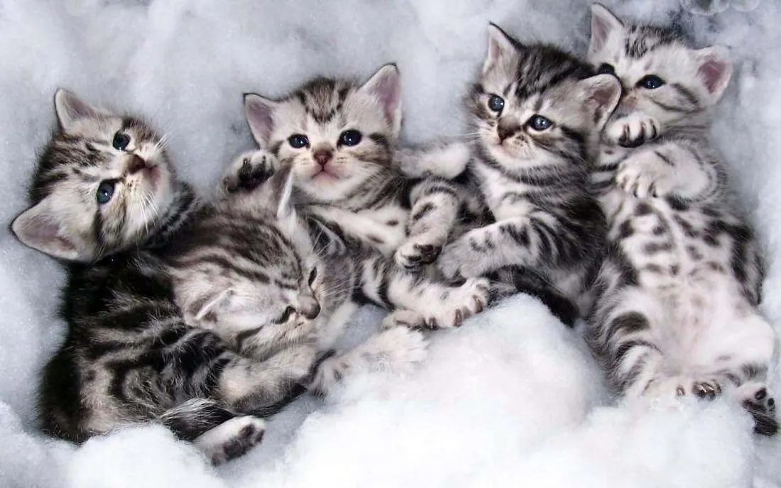 Cute Cat PFP