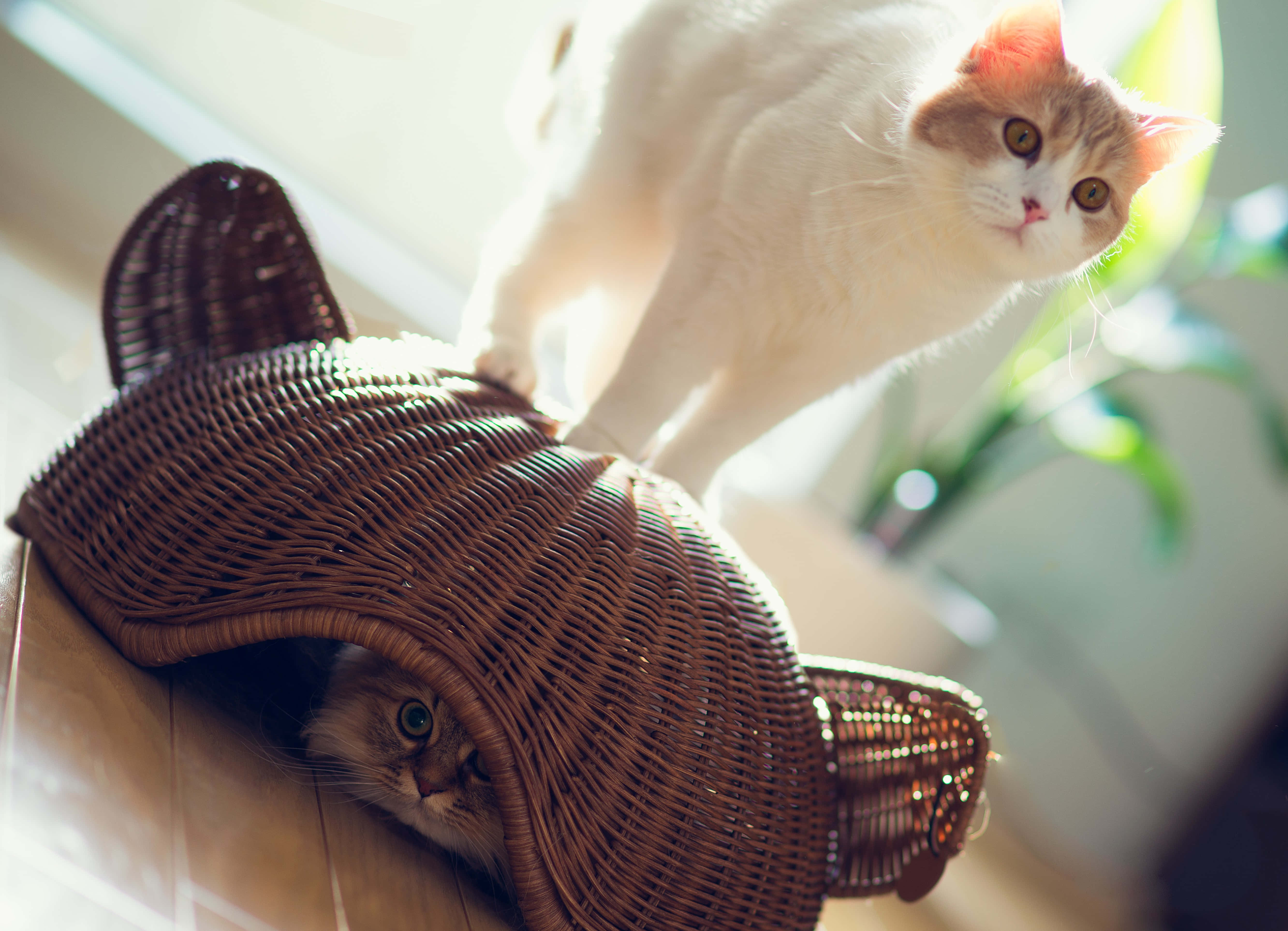 fluffy white cat, orange ears, wicker cat bed, 5K Desktop Wallpaper