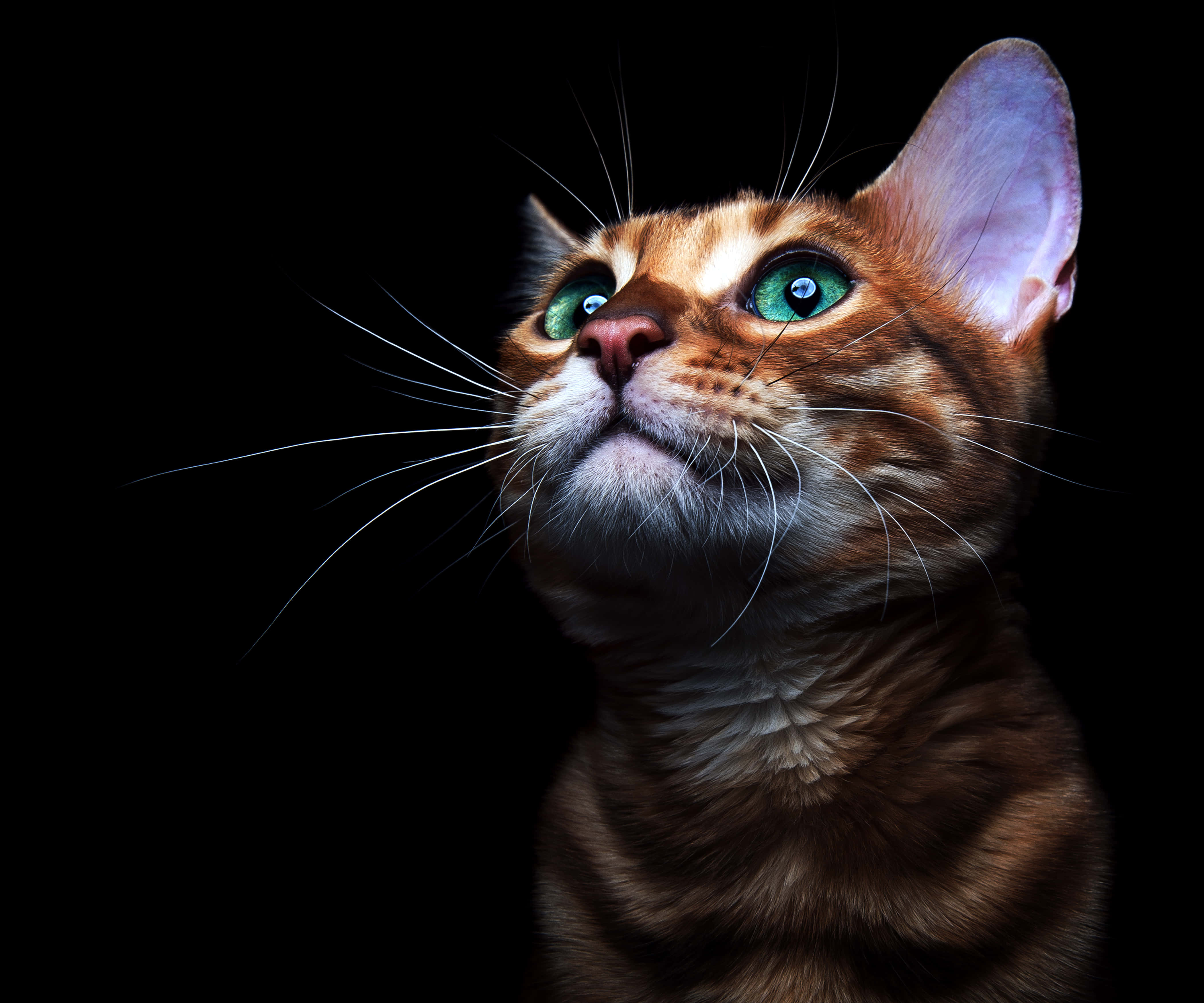 ginger cat, green eyes, pure black background, 4K Desktop Wallpaper
