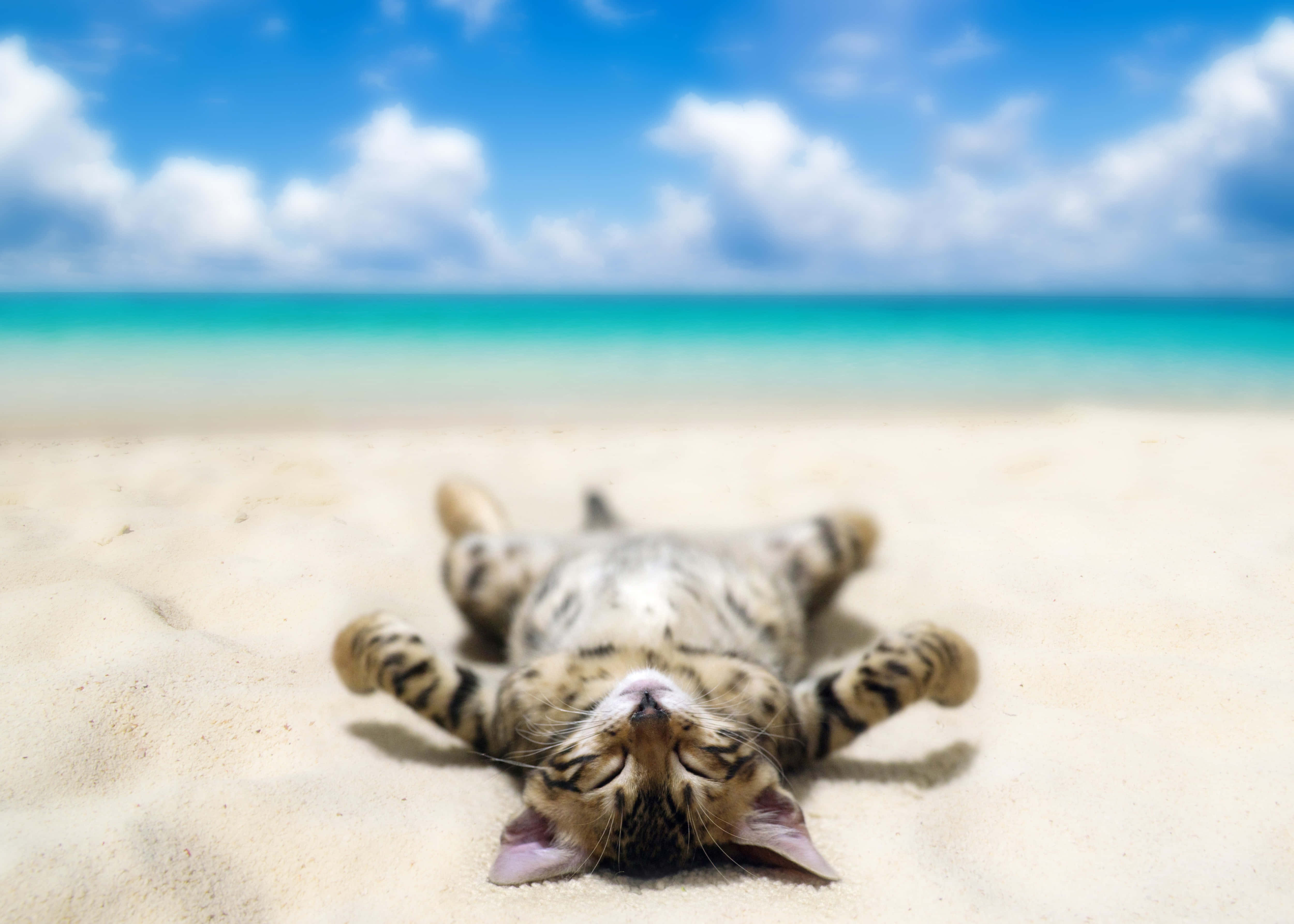 tabby cat, soft sand, turquoise ocean, 4K Desktop Wallpaper