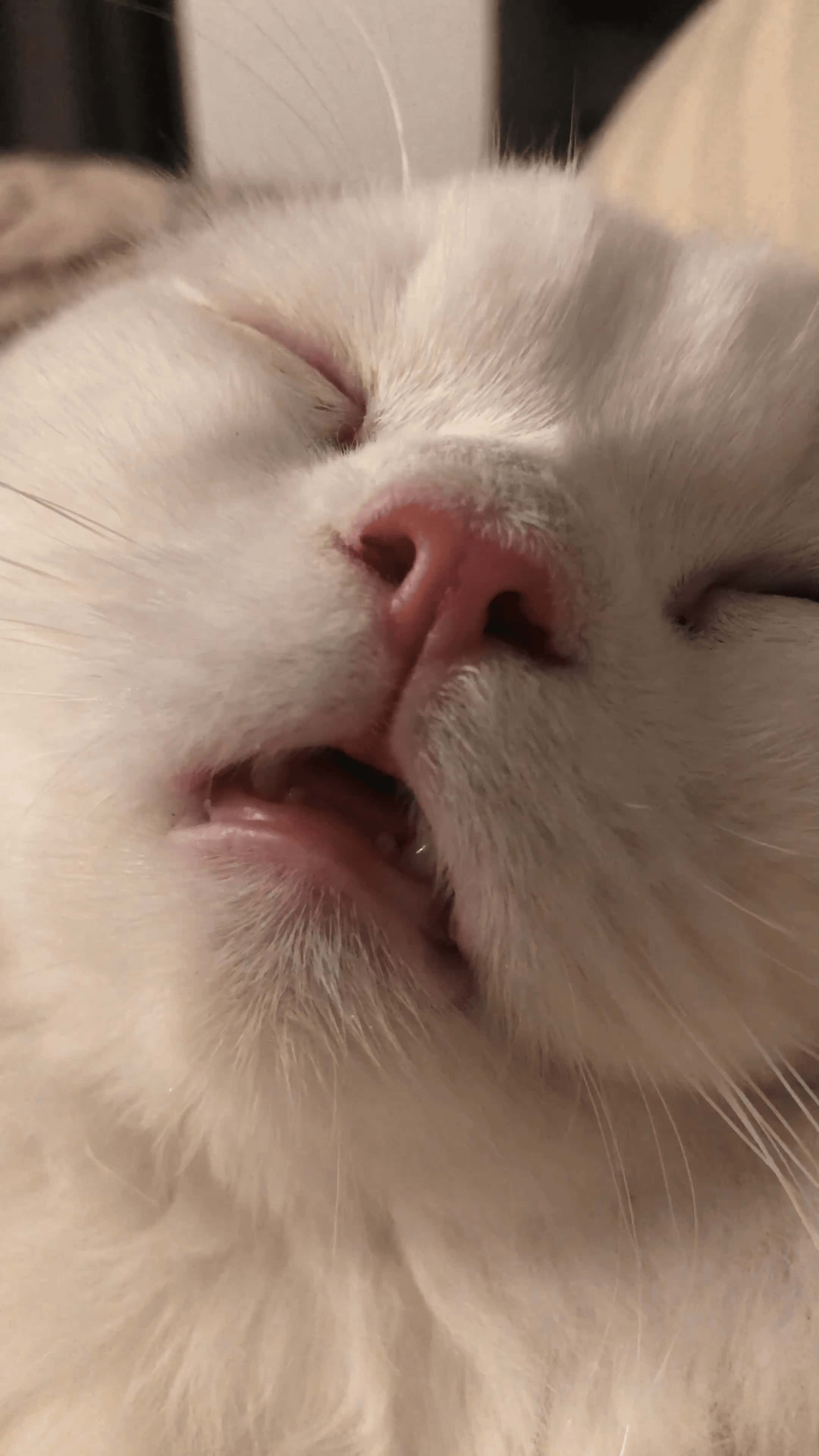 super sleepy cute cat pfp, fluffy white cat, sleeping peacefully, 4K Phone Wallpaper