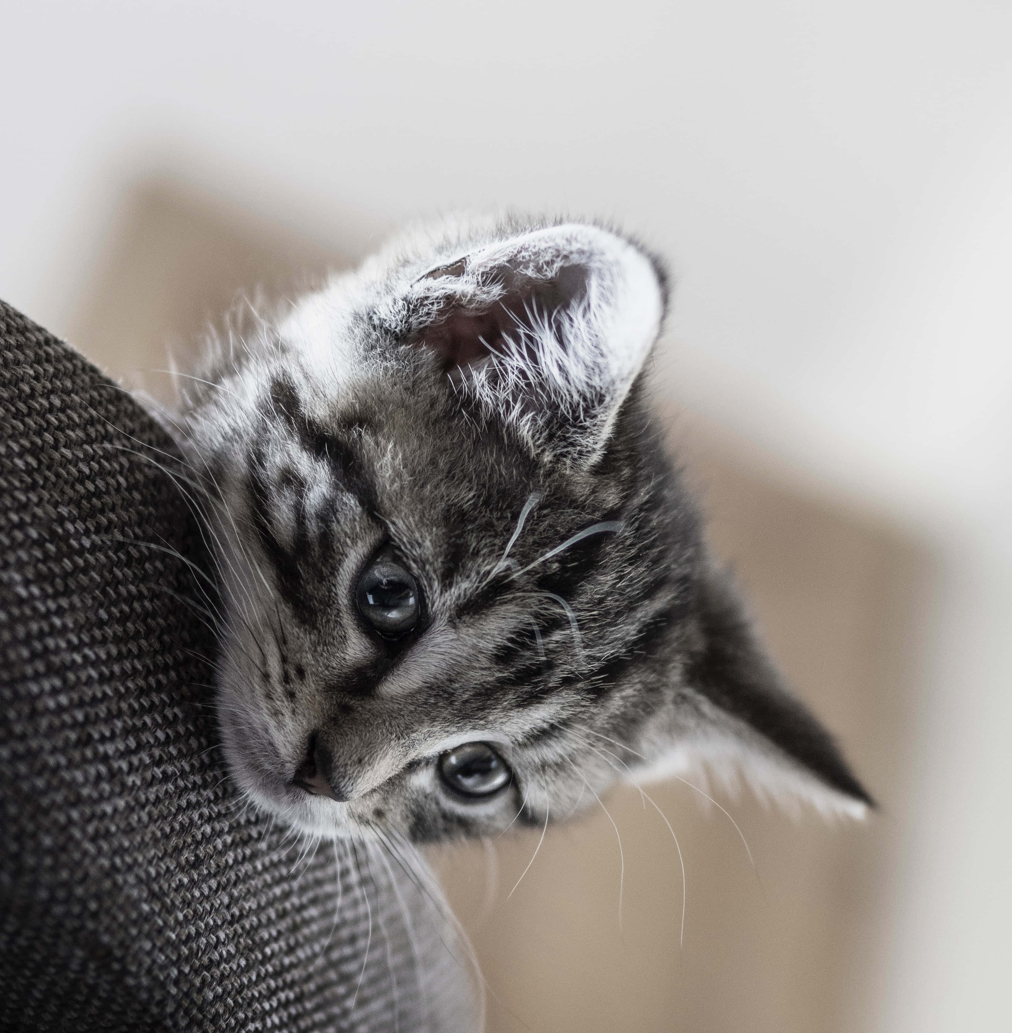 tabby kitten, textured gray surface, wide innocent eyes, 2K Phone Wallpaper