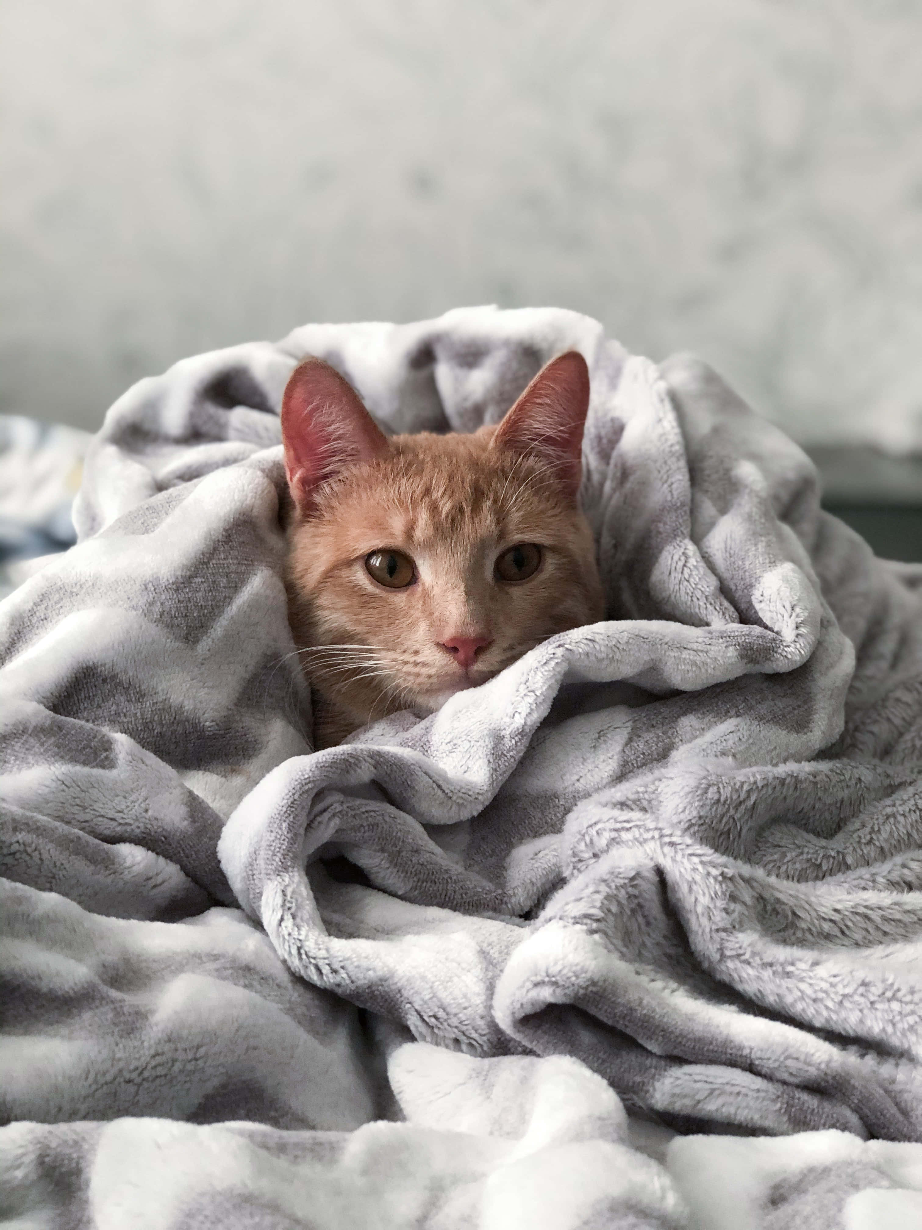 ginger cat, soft gray blanket, curious eyes, 4K Phone Wallpaper
